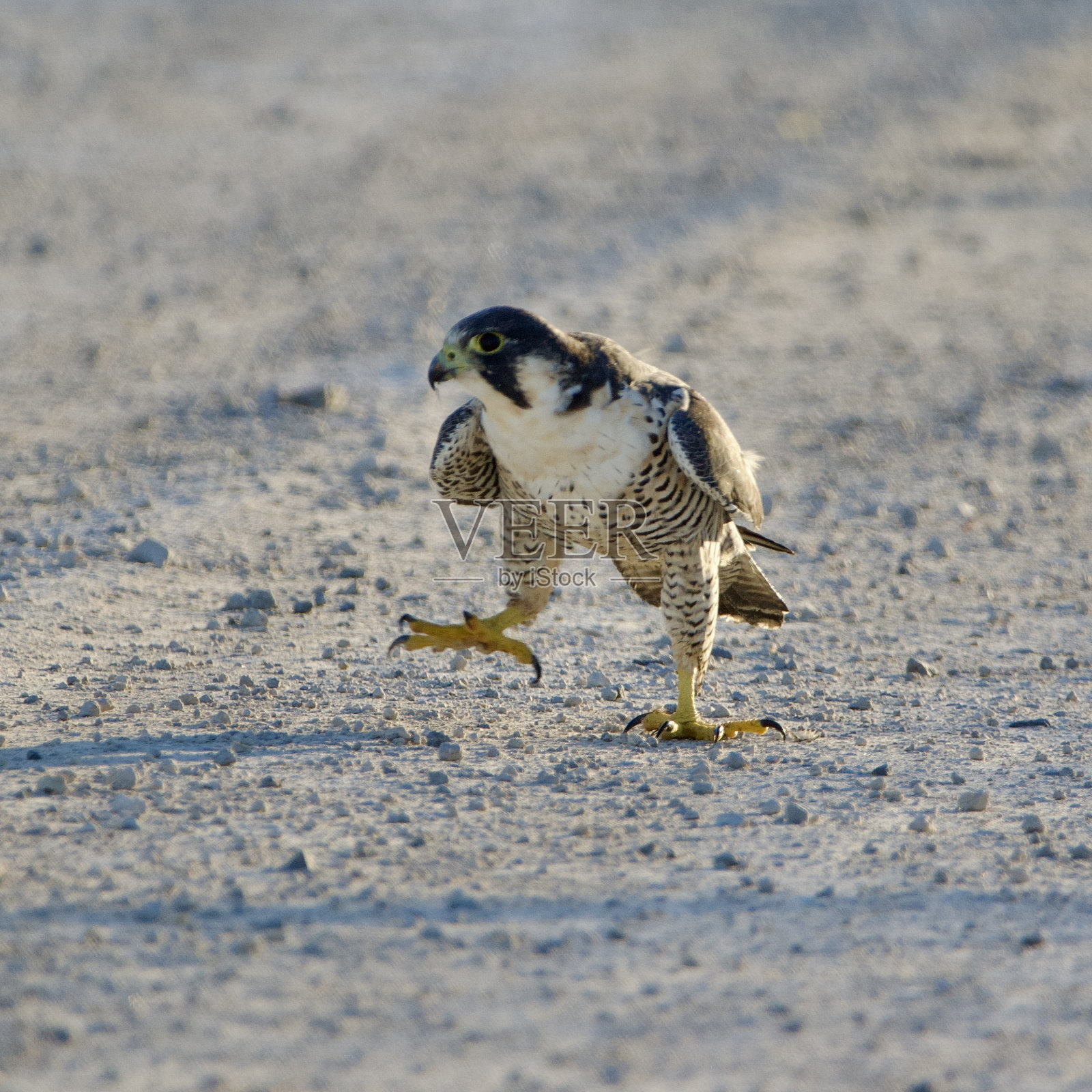 游隼照片摄影图片