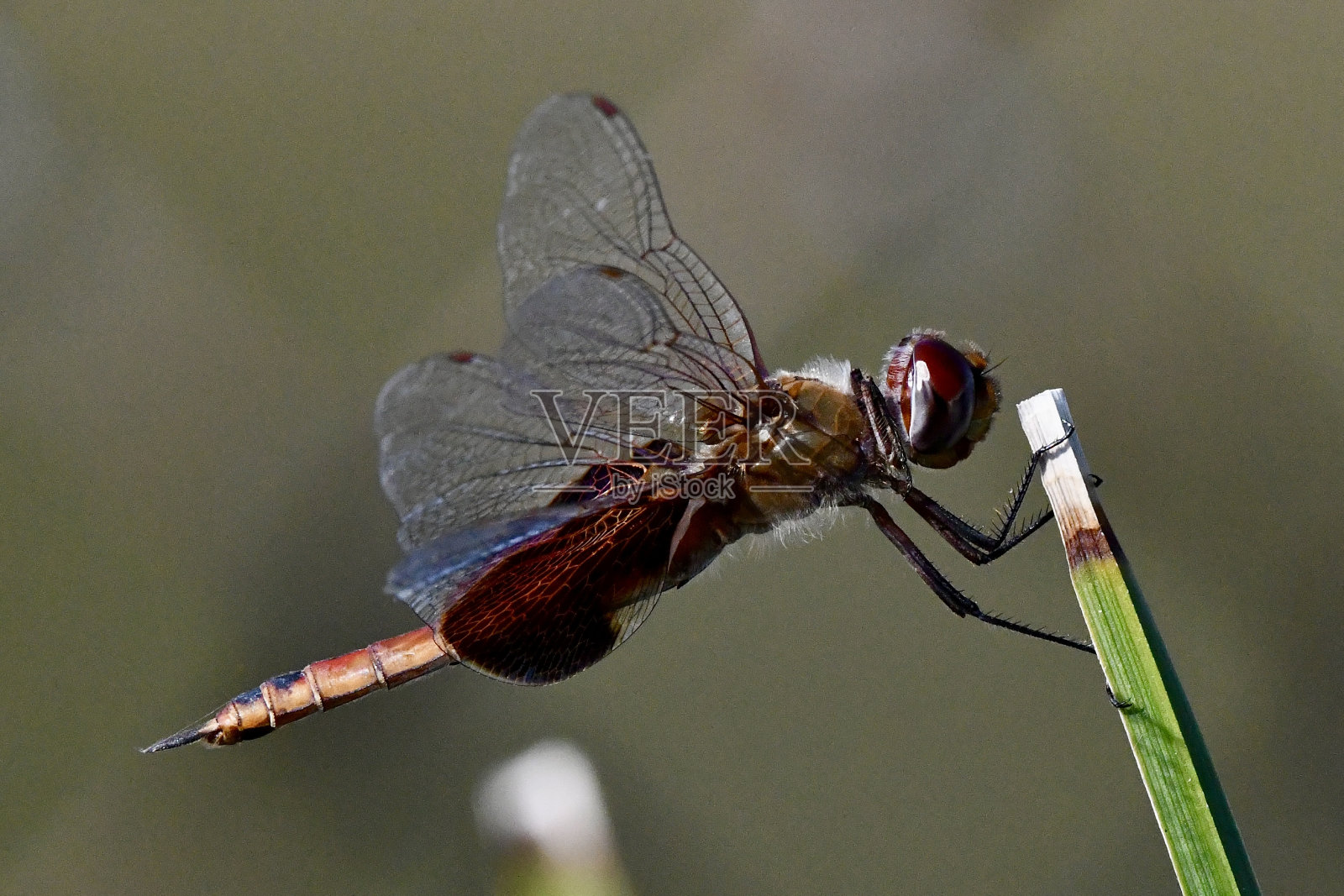 蜻蜓照片摄影图片