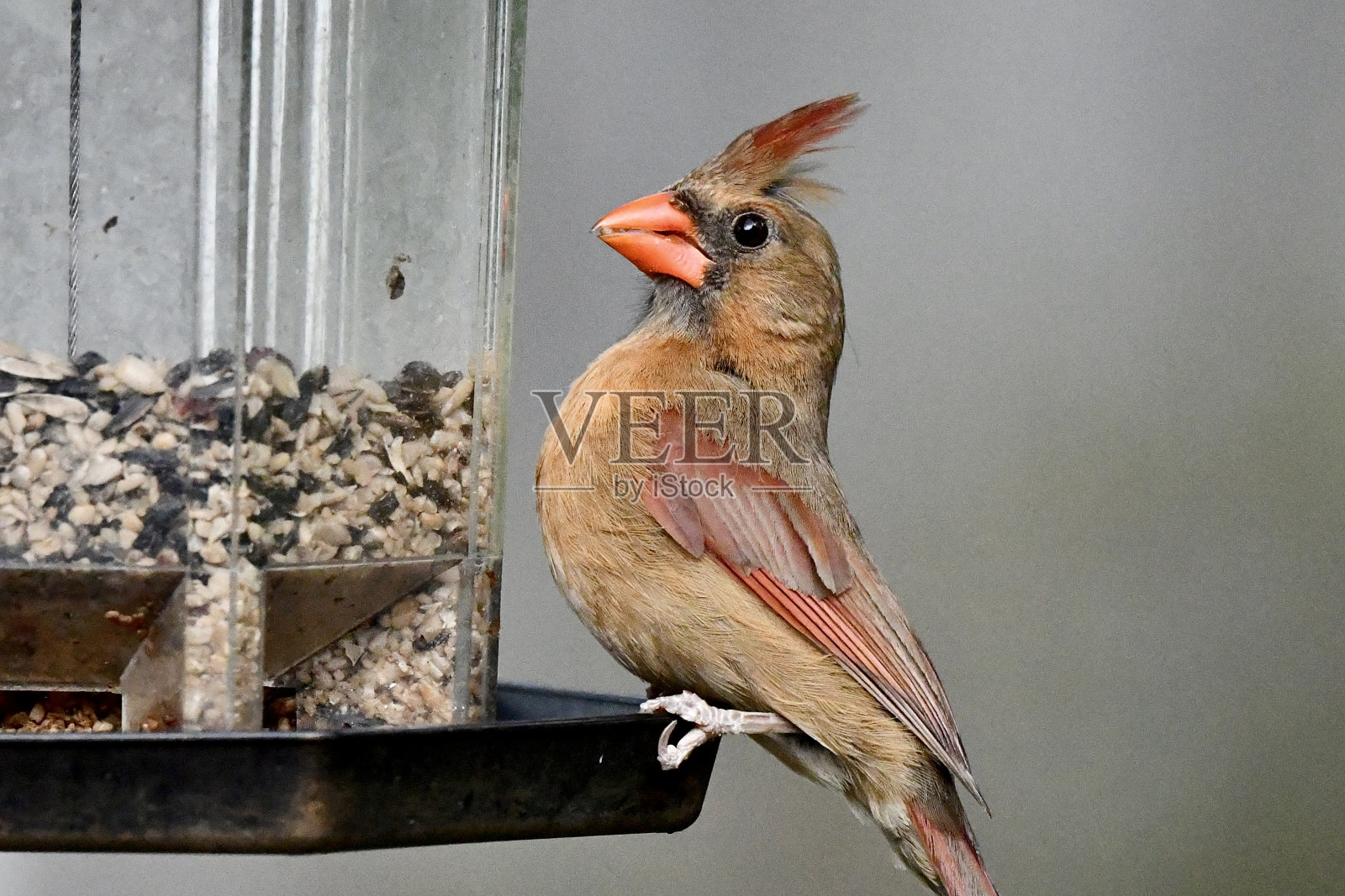 红衣主教照片摄影图片