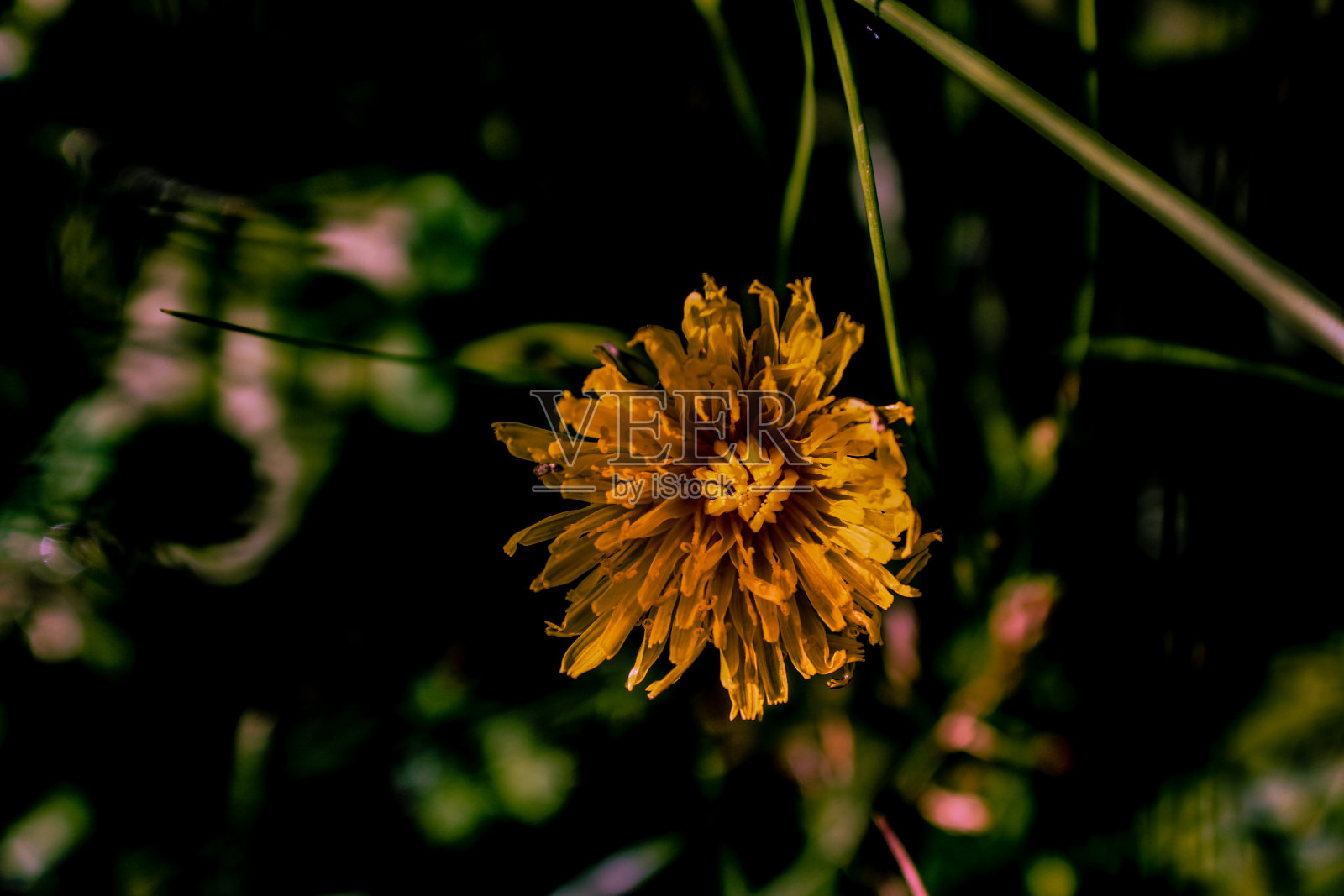 蒲公英照片摄影图片