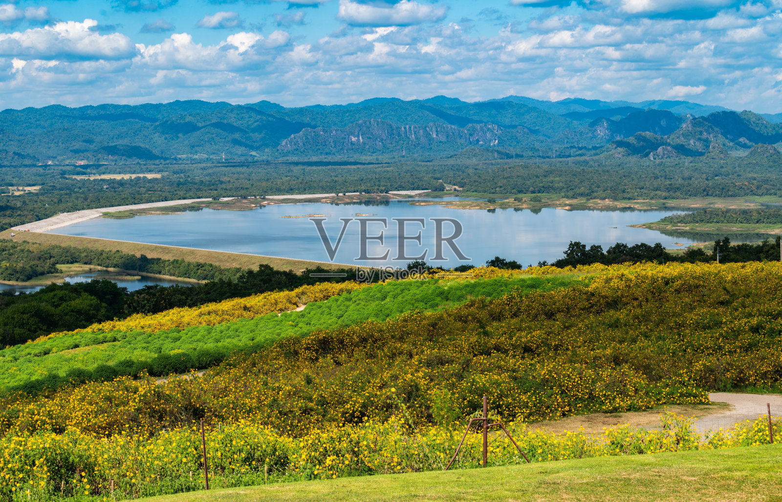 美丽的墨西哥向日葵田(或Tithonia多元化)生长在Mae Moh发电厂地区，位于泰国南邦省Mae Moh区。照片摄影图片