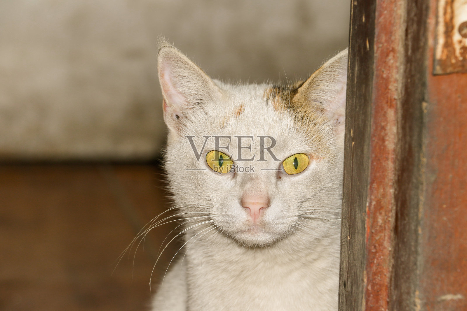 这只猫看着镜头感到震惊照片摄影图片