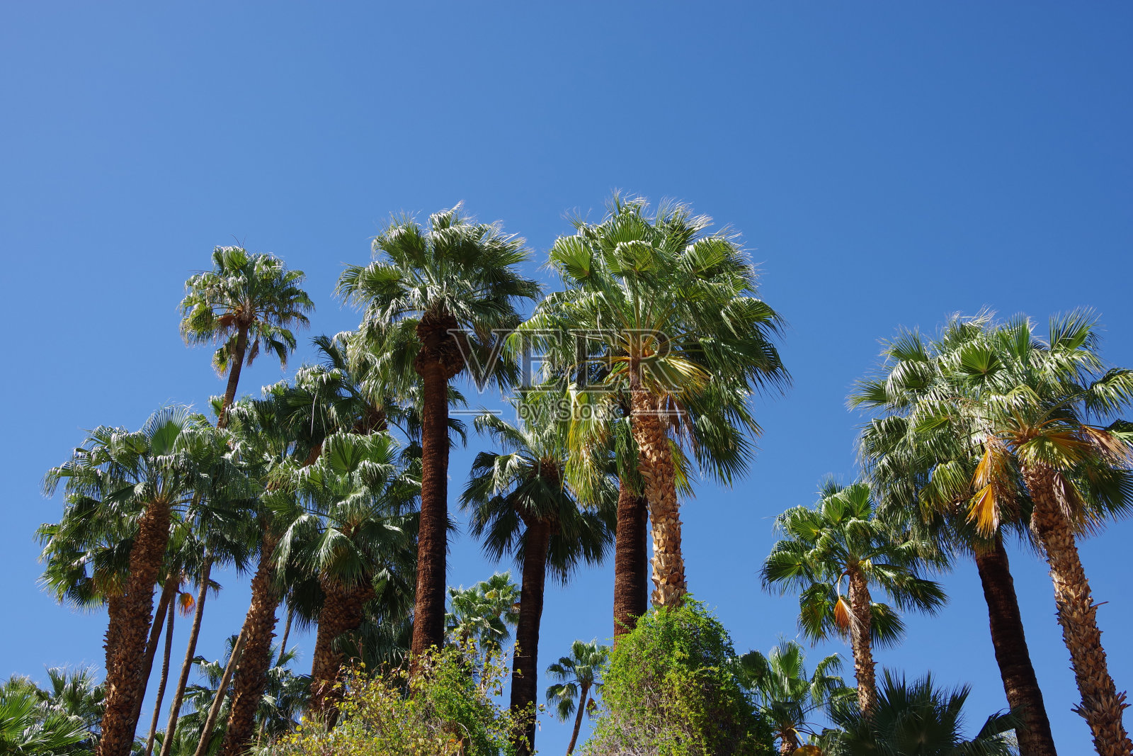 沙漠峡谷的手掌照片摄影图片