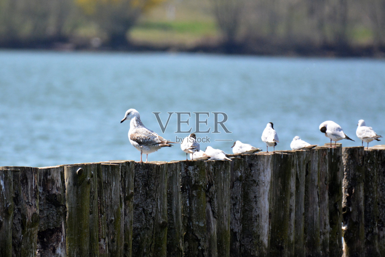 带着黑头鸥的小海鸥照片摄影图片