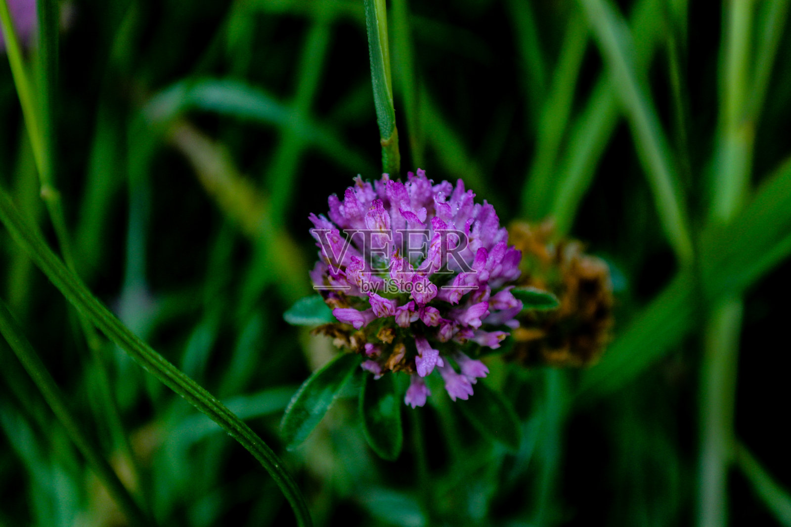 紫色的权力照片摄影图片