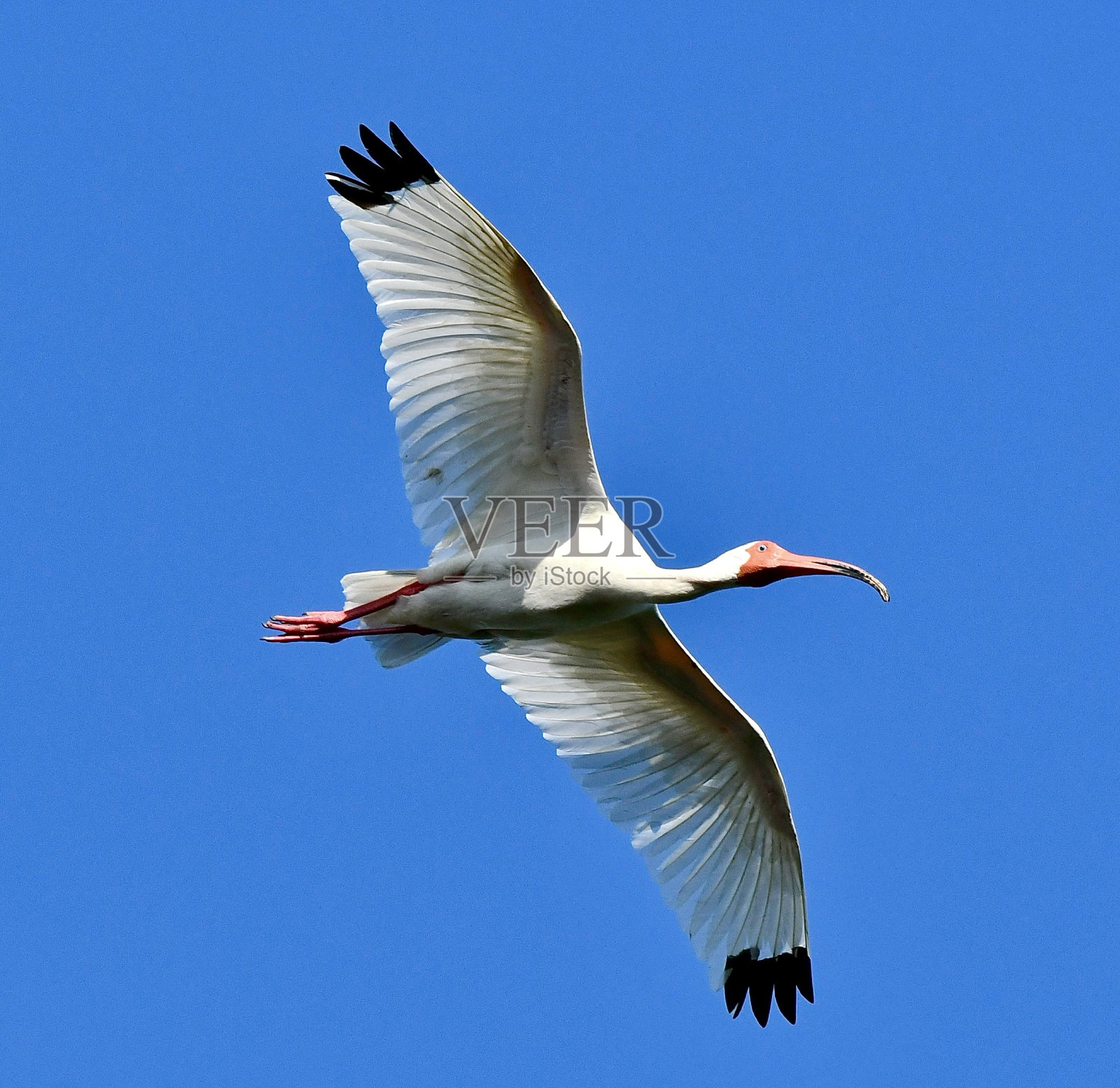 宜必思照片摄影图片