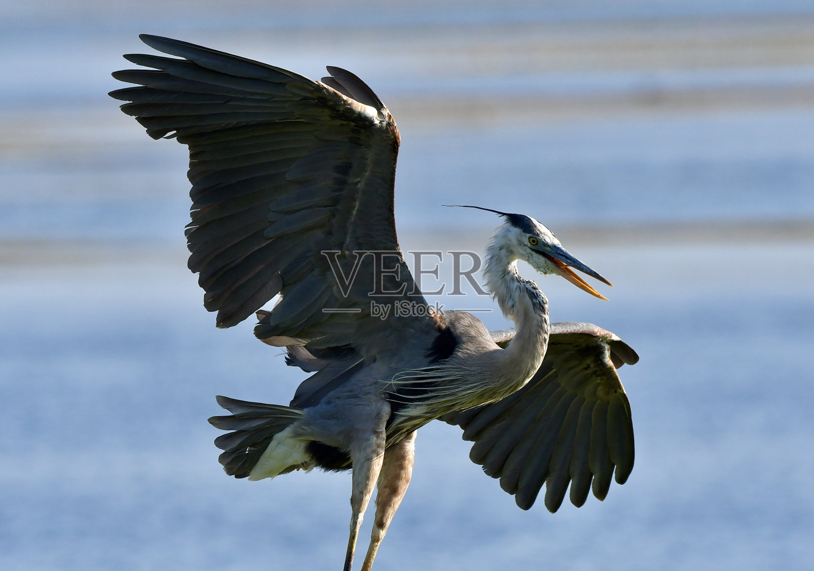 大蓝鹭照片摄影图片