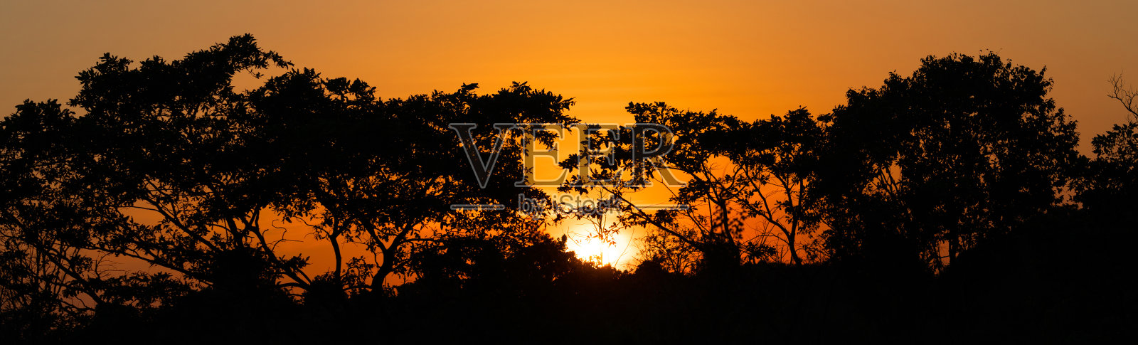 斯里兰卡热带树木日落景观照片摄影图片