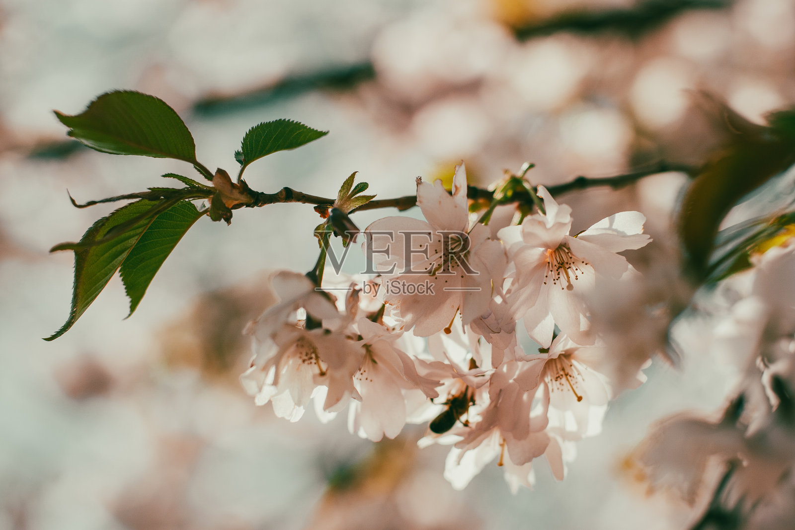 选择在蓝天下的树上聚焦粉红色樱花的美丽枝干，美丽的樱花在春天的公园，植物图案纹理，自然的花卉背景。照片摄影图片