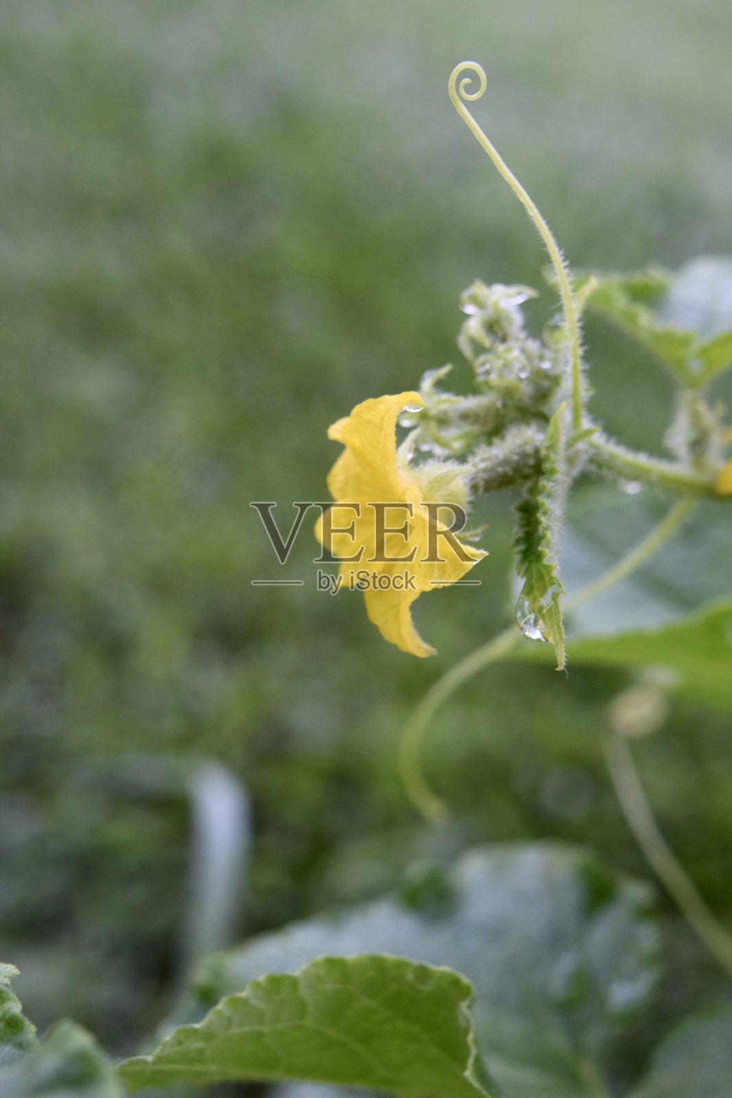 黄瓜在藤上开花照片摄影图片