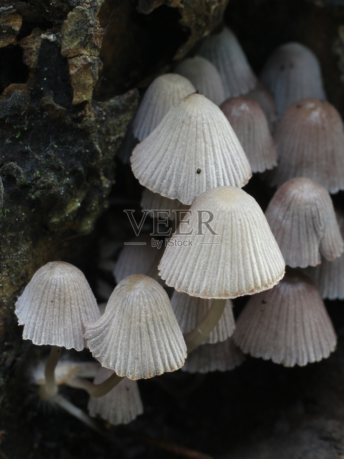 在树皮上的仙女香菇(Coprinellus bubuatus)照片摄影图片
