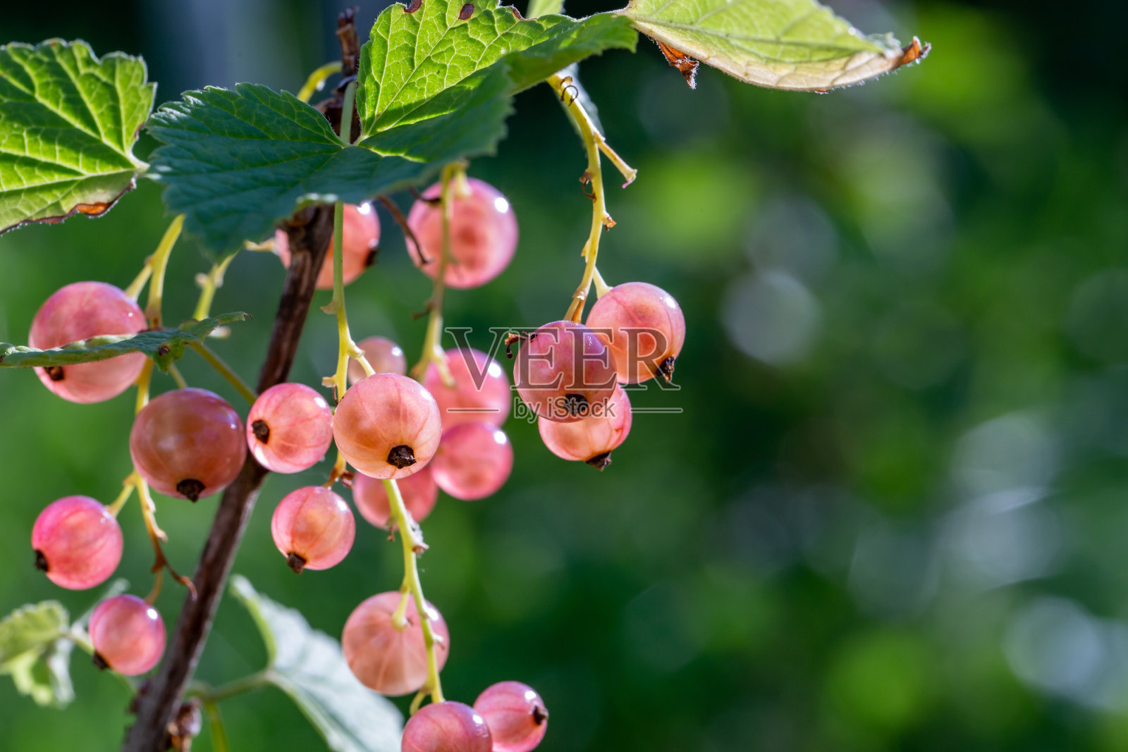 粉红色的浆果醋栗在一个绿色的背景上夏天的微距摄影。照片摄影图片