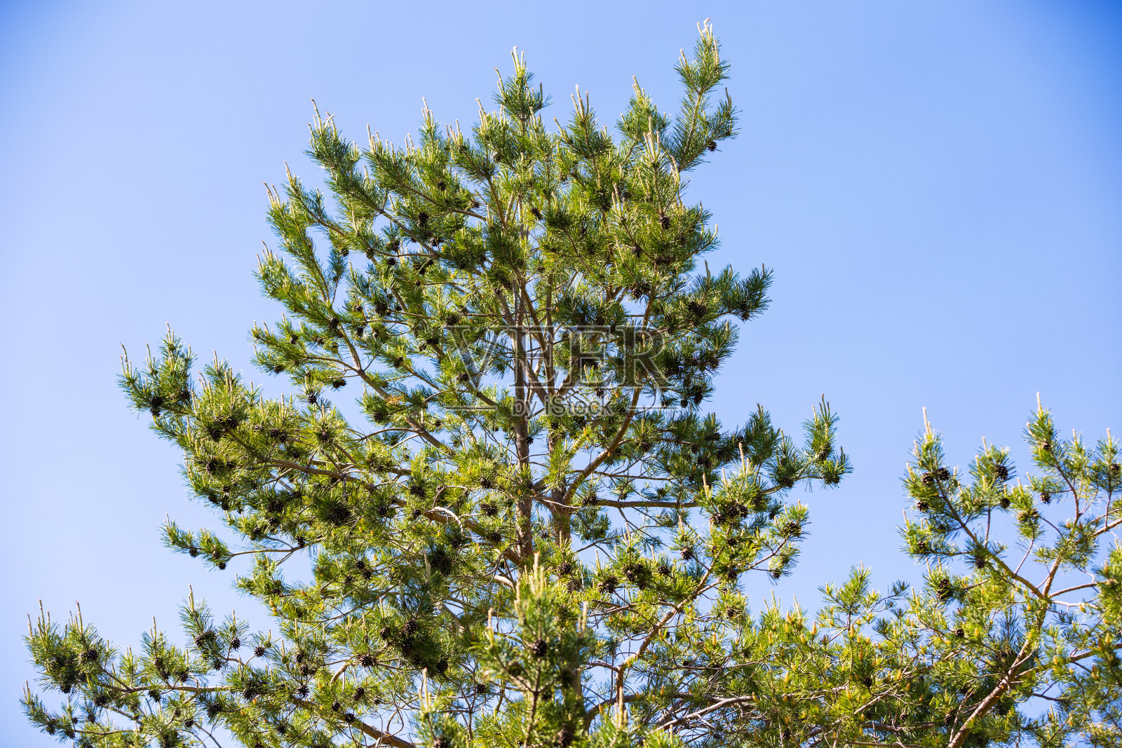 春天的松针照片摄影图片