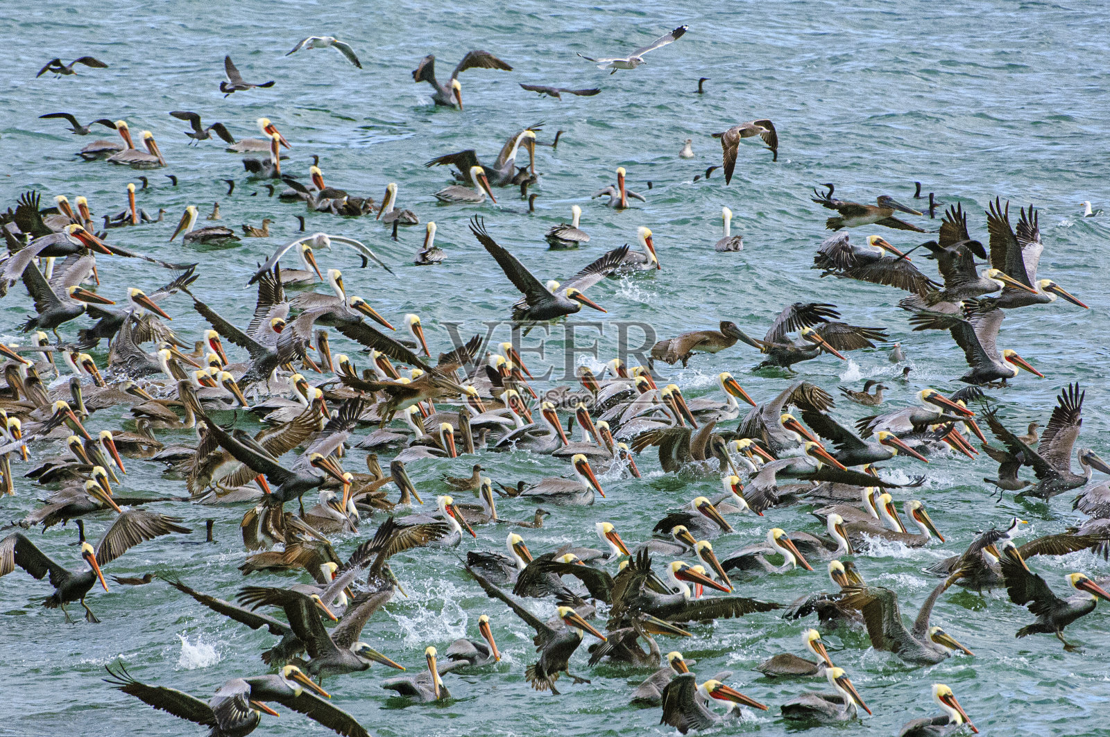 寻找沙丁鱼的大群棕色鹈鹕照片摄影图片