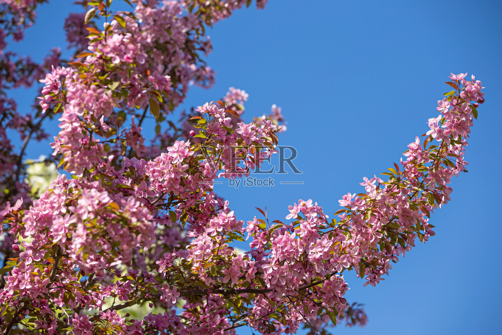 粉蟹苹果花照片摄影图片