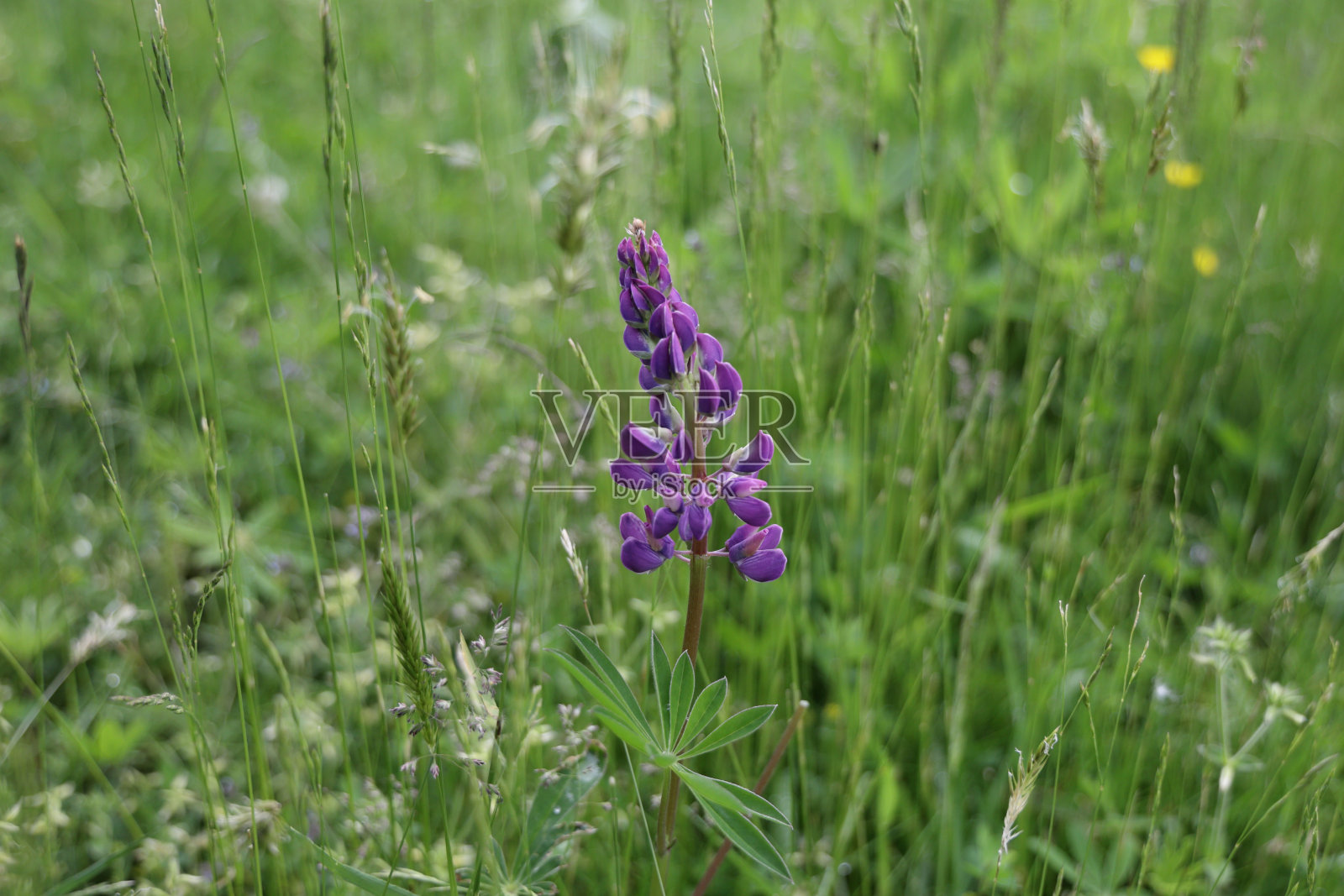 加拿大不列颠哥伦比亚省西南部的鲁冰花照片摄影图片