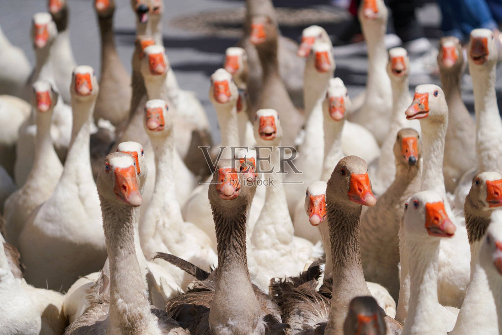 漂亮的鸭子照片摄影图片