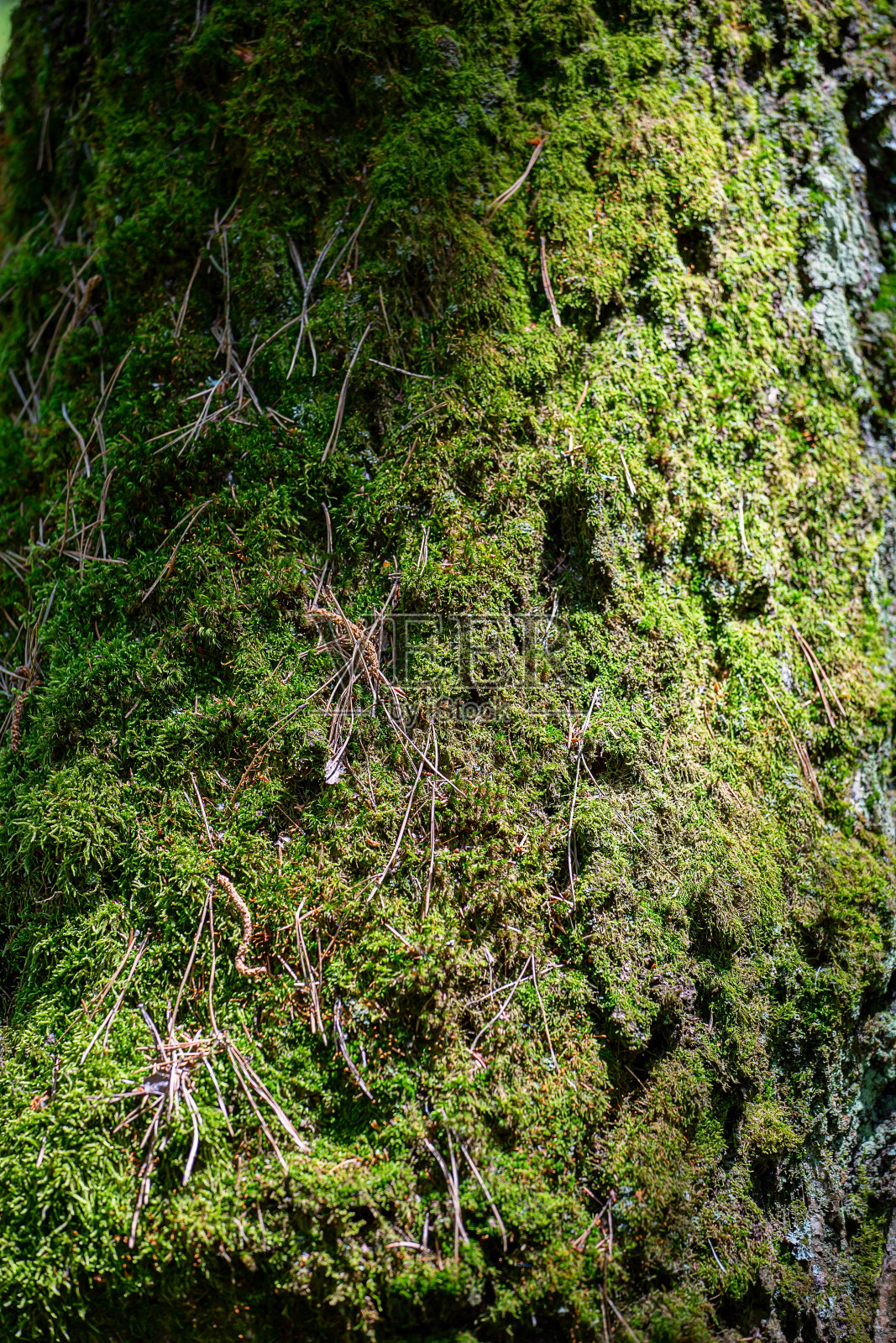 树干上覆盖着绿色的苔藓照片摄影图片