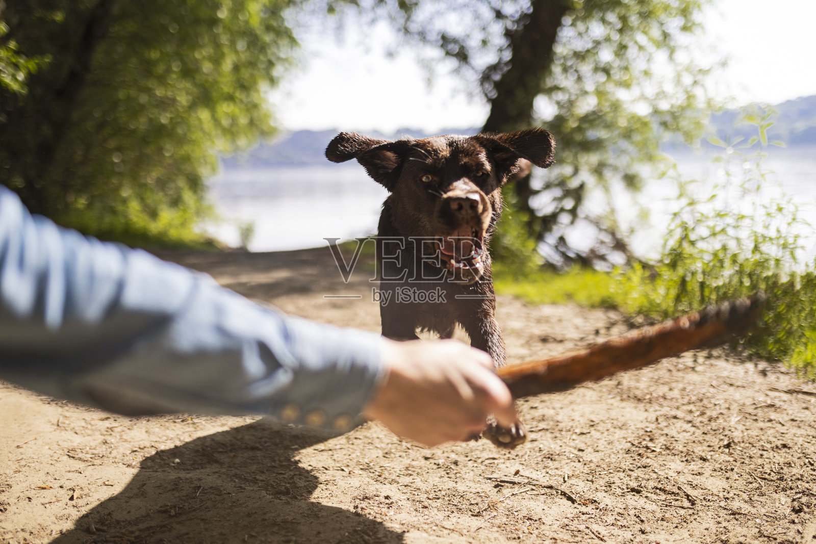 狗跑去拿棍子照片摄影图片