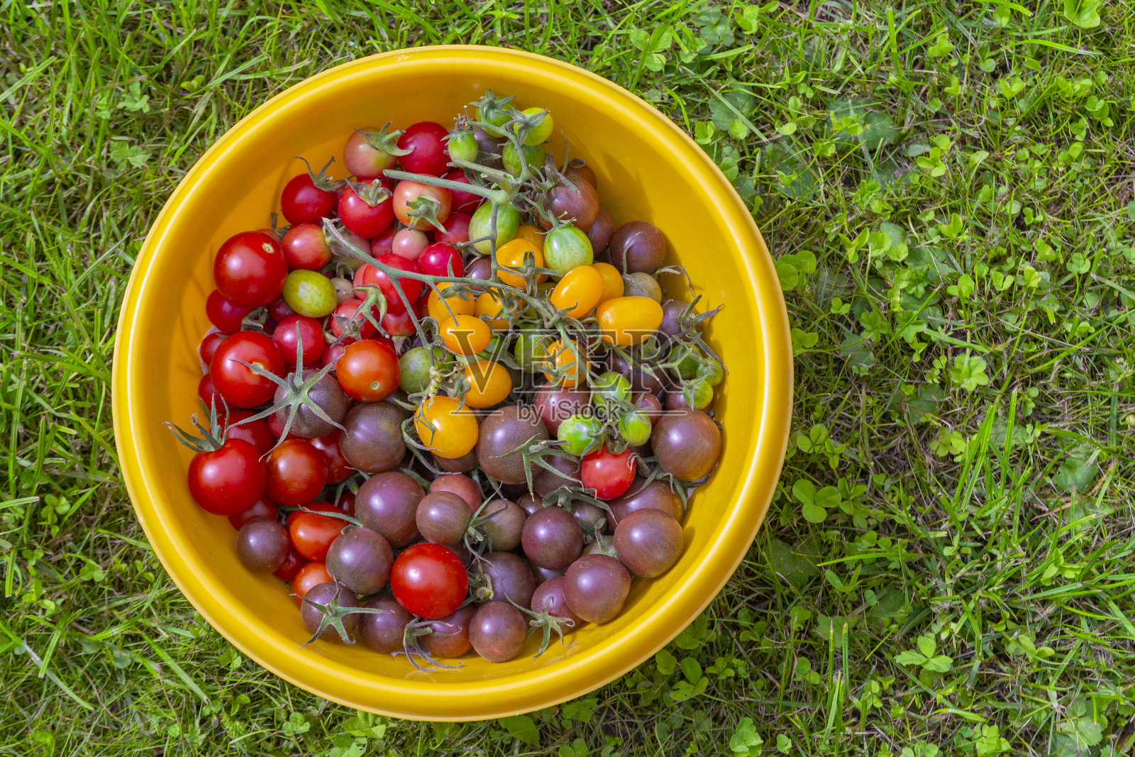 新鲜的红，紫，黄，大量的西红柿在大盘子与绿色的草地背景照片摄影图片