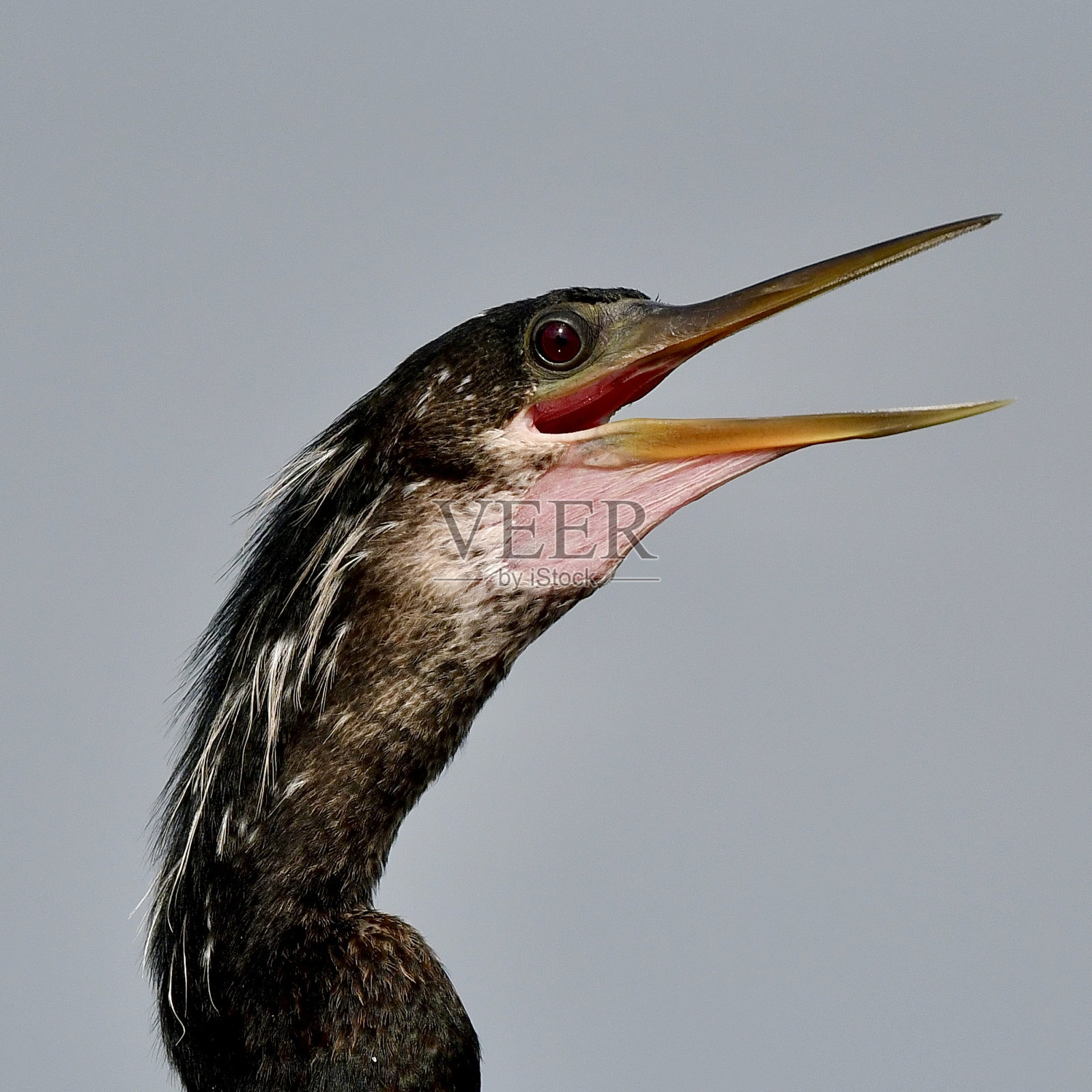 美洲蛇鸟照片摄影图片