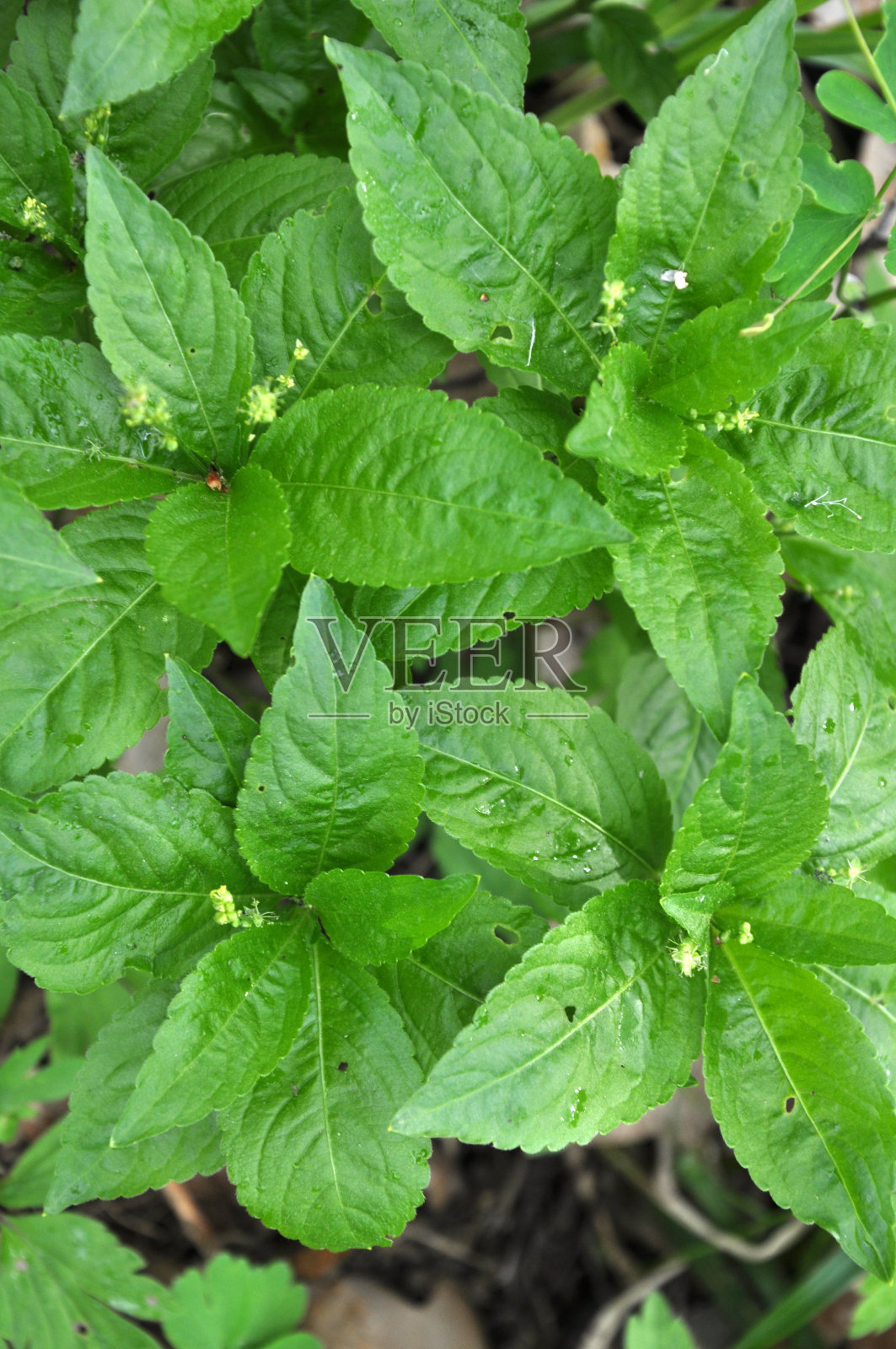 春天，多年生汞在森林中生长照片摄影图片