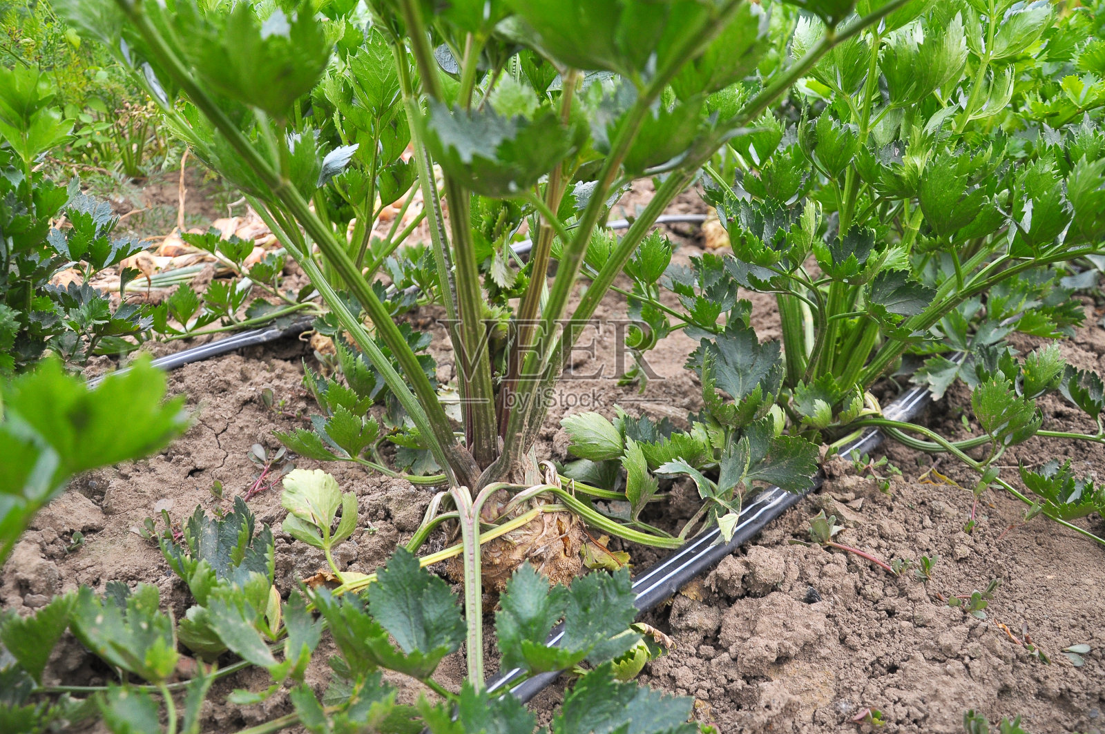 芹菜采用滴灌技术在土壤中生长照片摄影图片