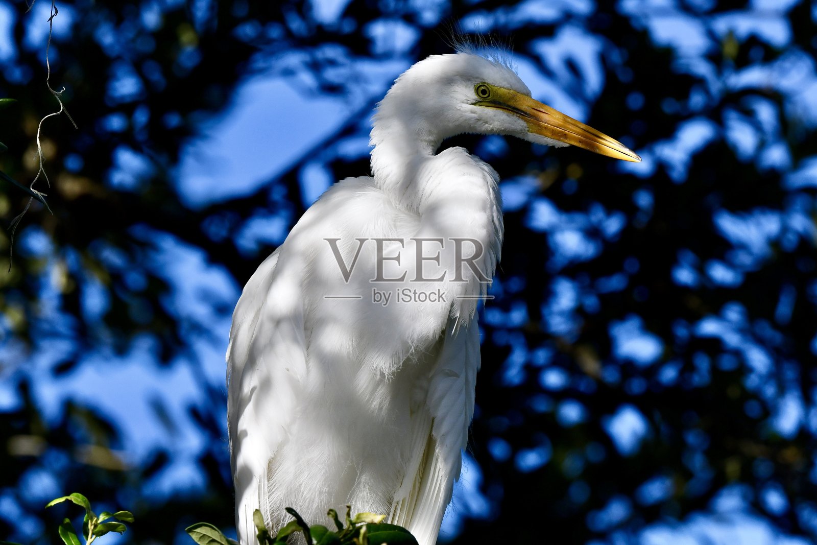 树荫下的白鹭照片摄影图片