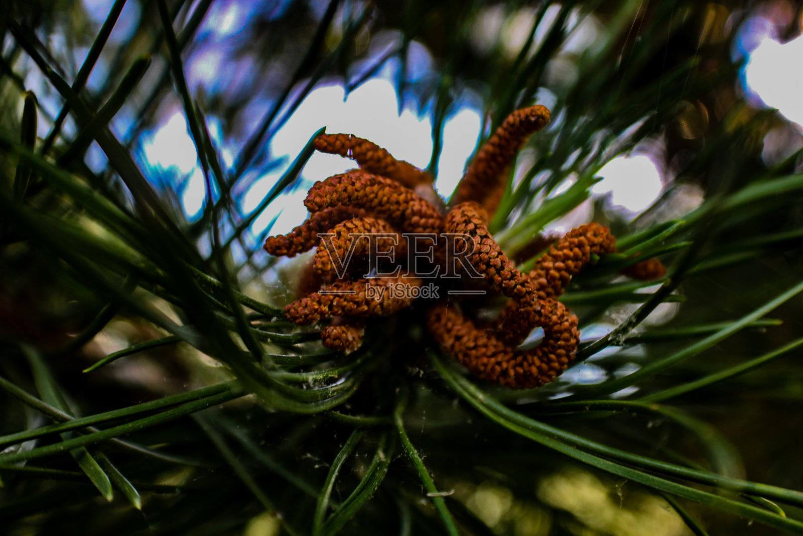 松果照片摄影图片