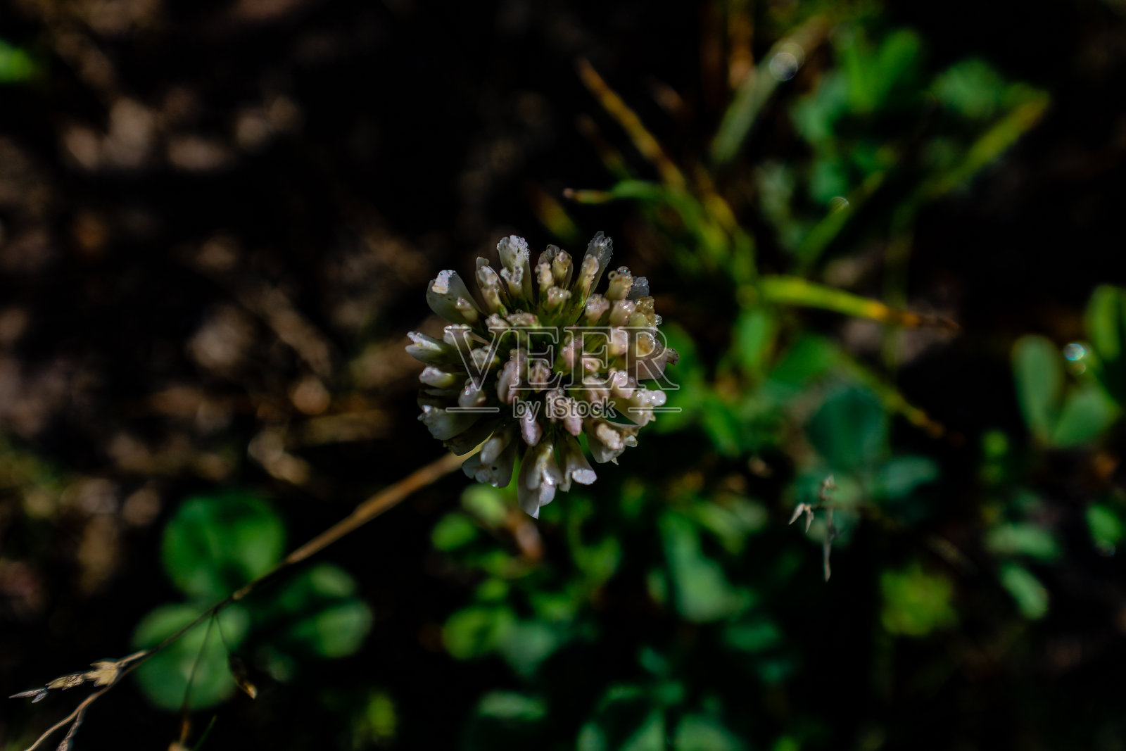 植物照片摄影图片