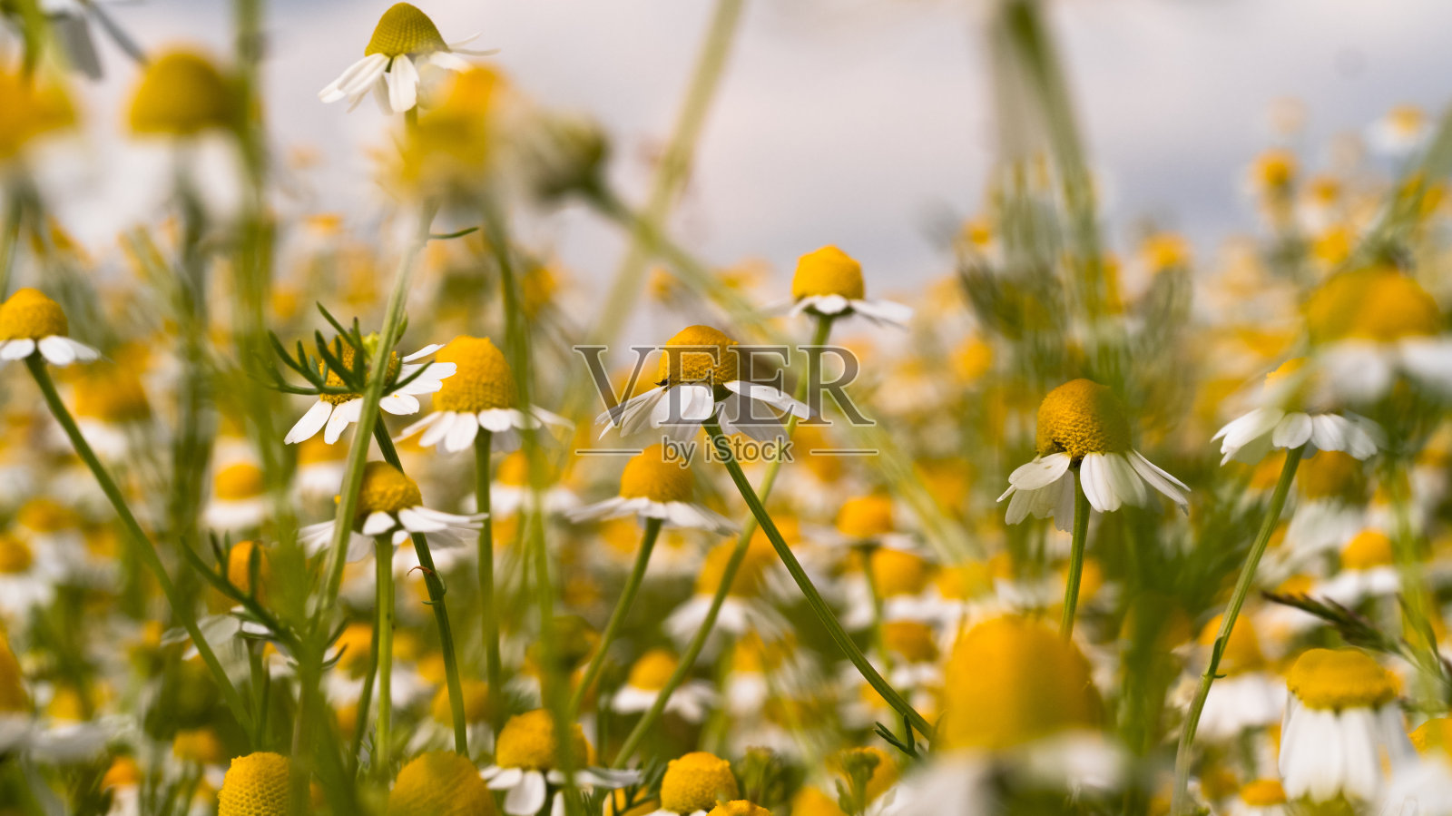 野地洋甘菊花，替代药物照片摄影图片