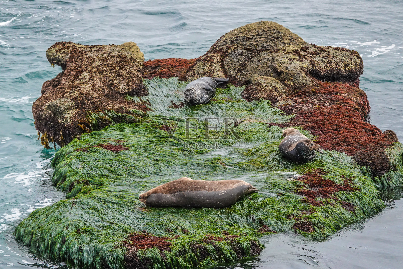 海豹突击队在岩石照片摄影图片