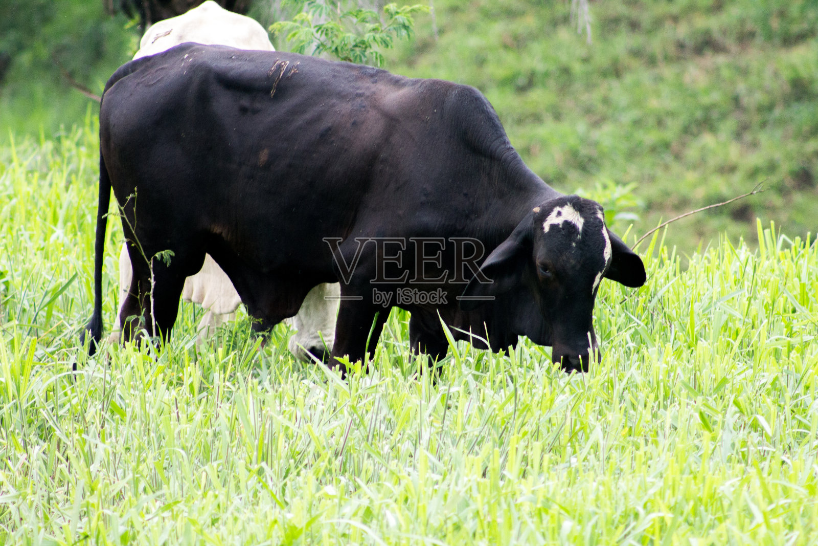 牛照片摄影图片