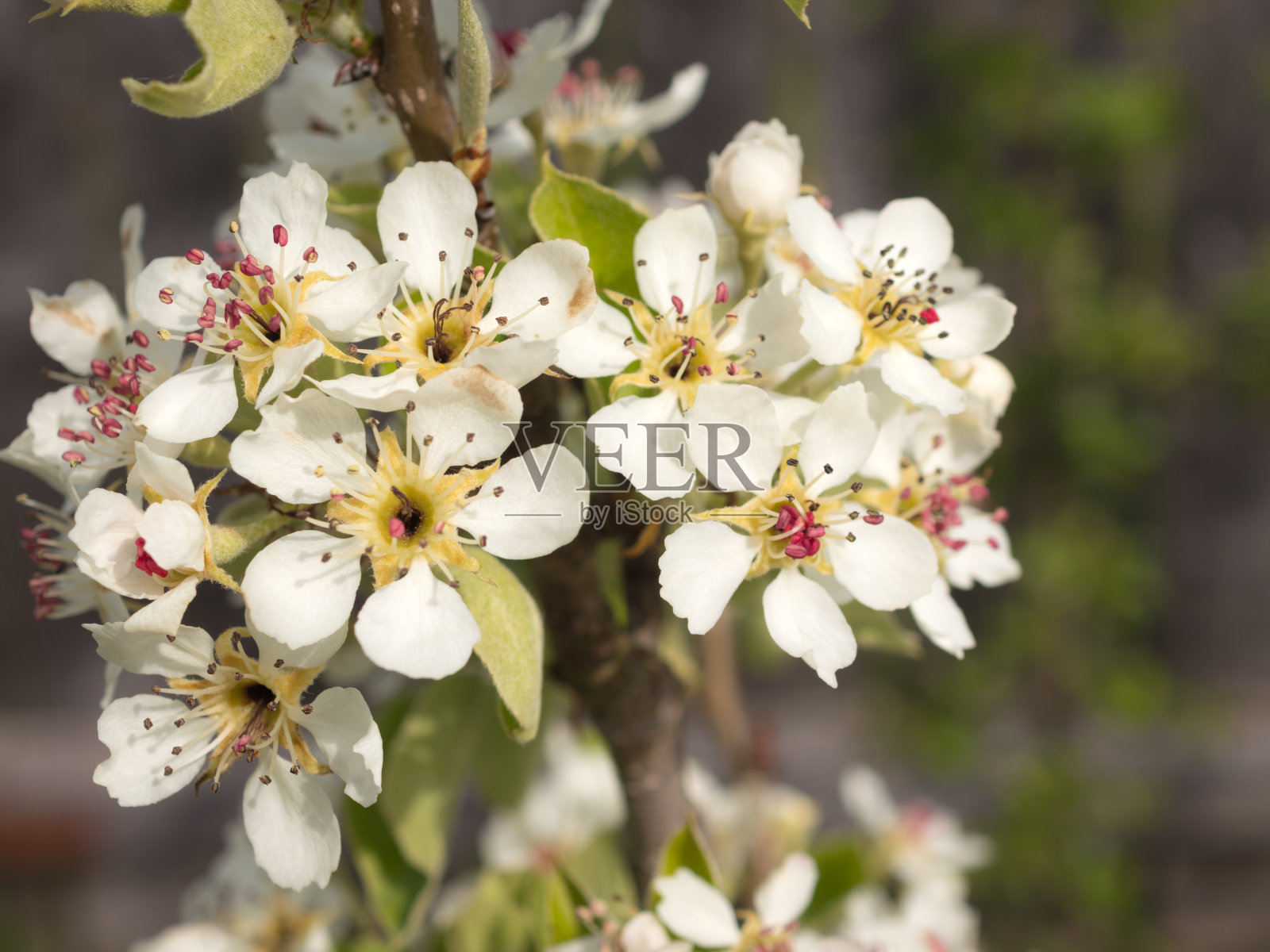 梨花在春日照片摄影图片