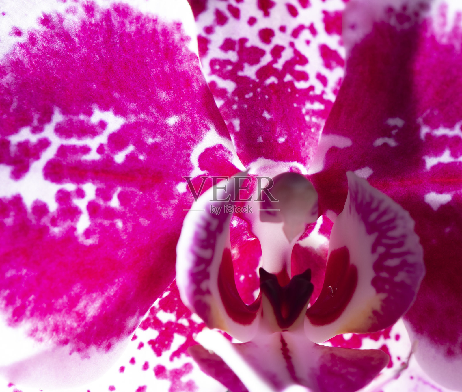 兰花，自然之宝。照片摄影图片