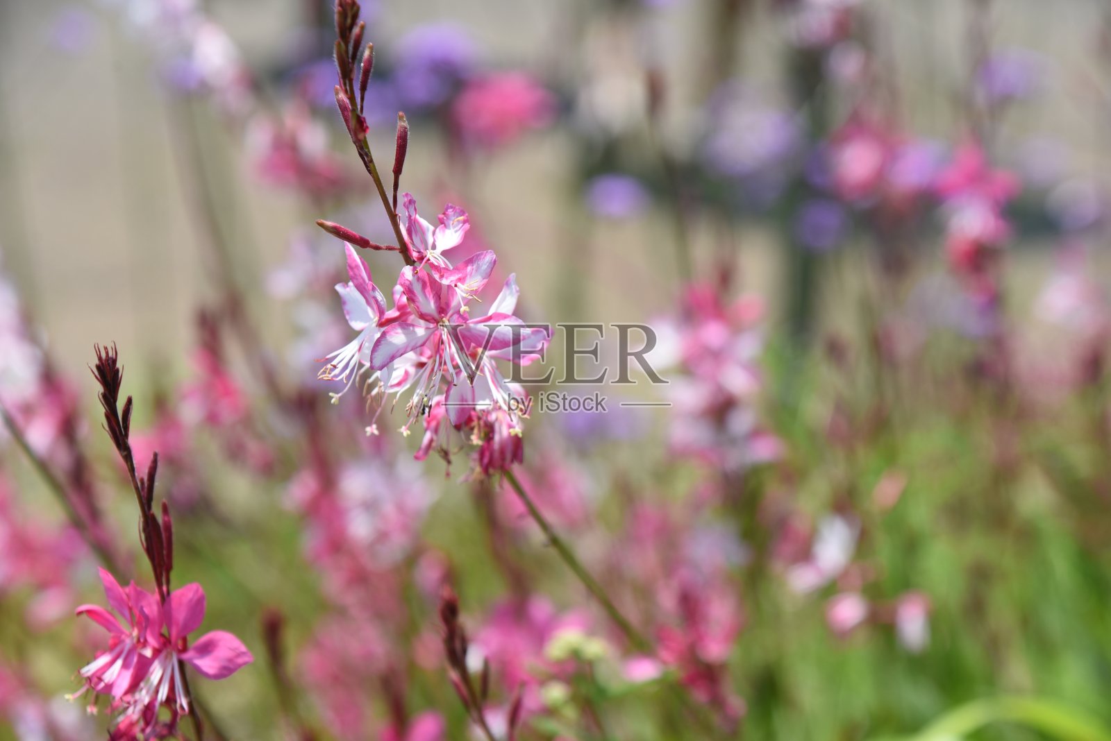 Gaura粉红色花。照片摄影图片