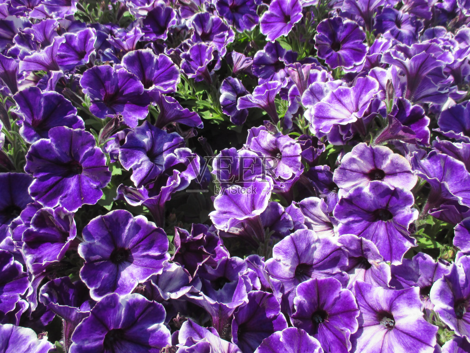 春天花坛中盛开的亮紫色矮牵牛照片摄影图片