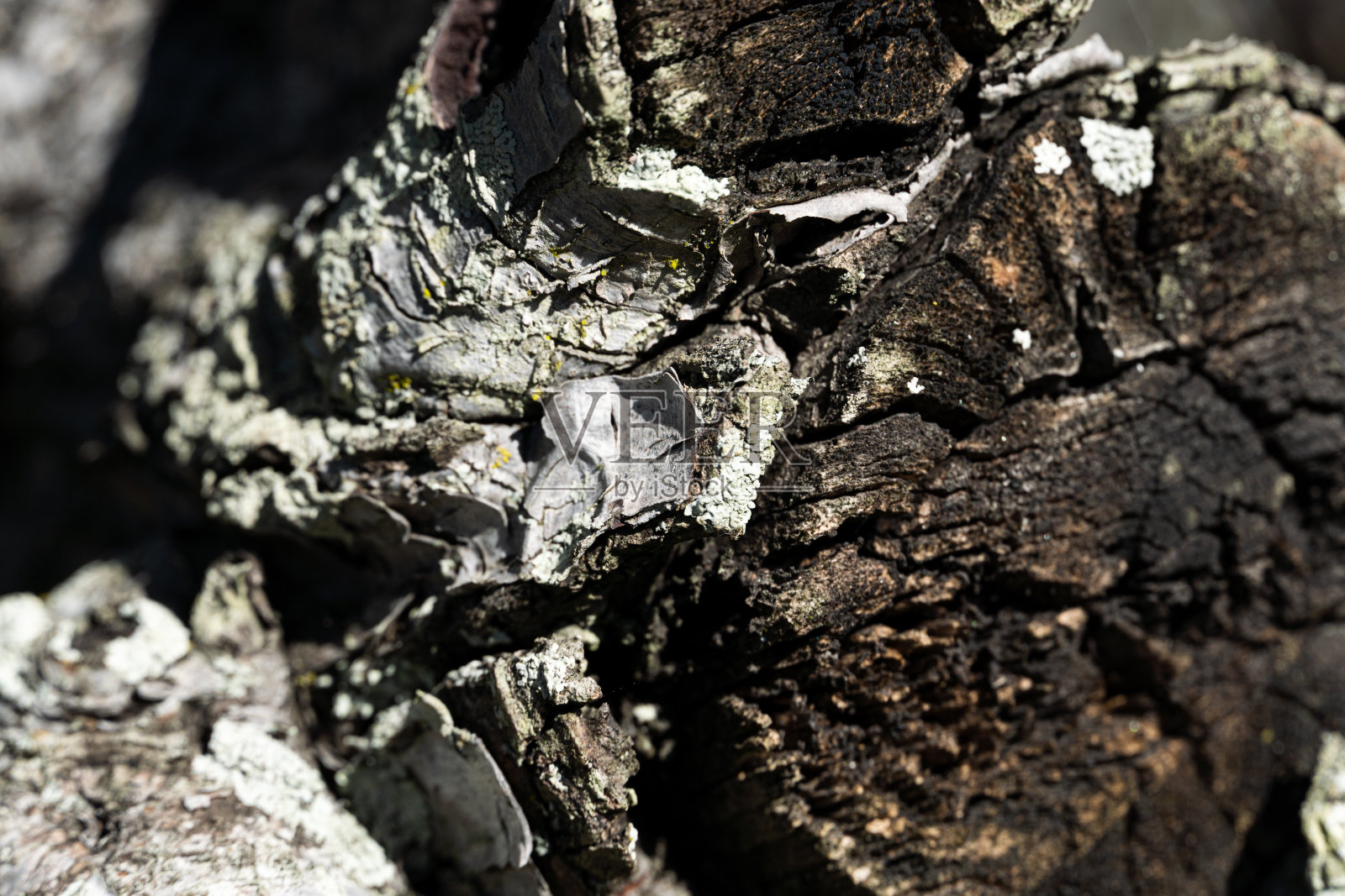 树皮纹理。让人想起带有一些缺陷的质朴木材照片摄影图片