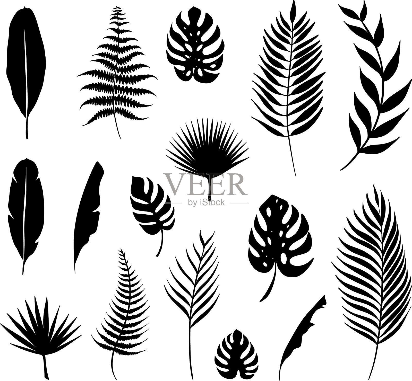 热带植物叶片采集插画图片素材