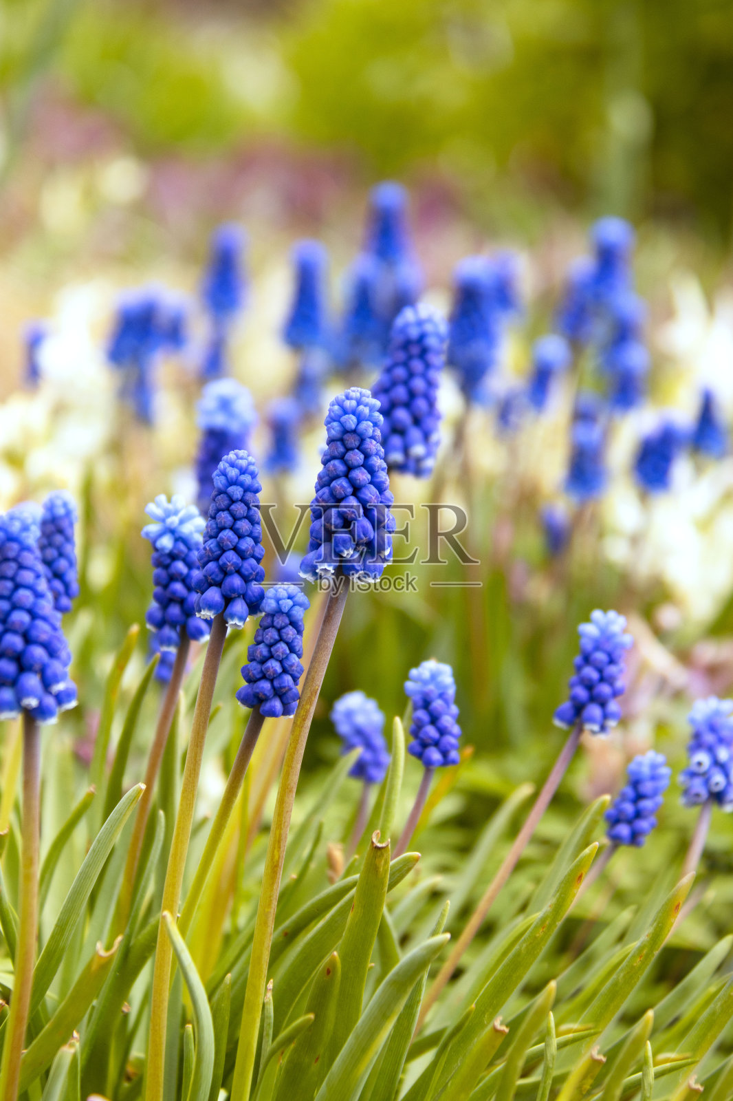 蝰蛇洋葱，或老鼠风信子，或Muscari是一个球茎植物的科属照片摄影图片