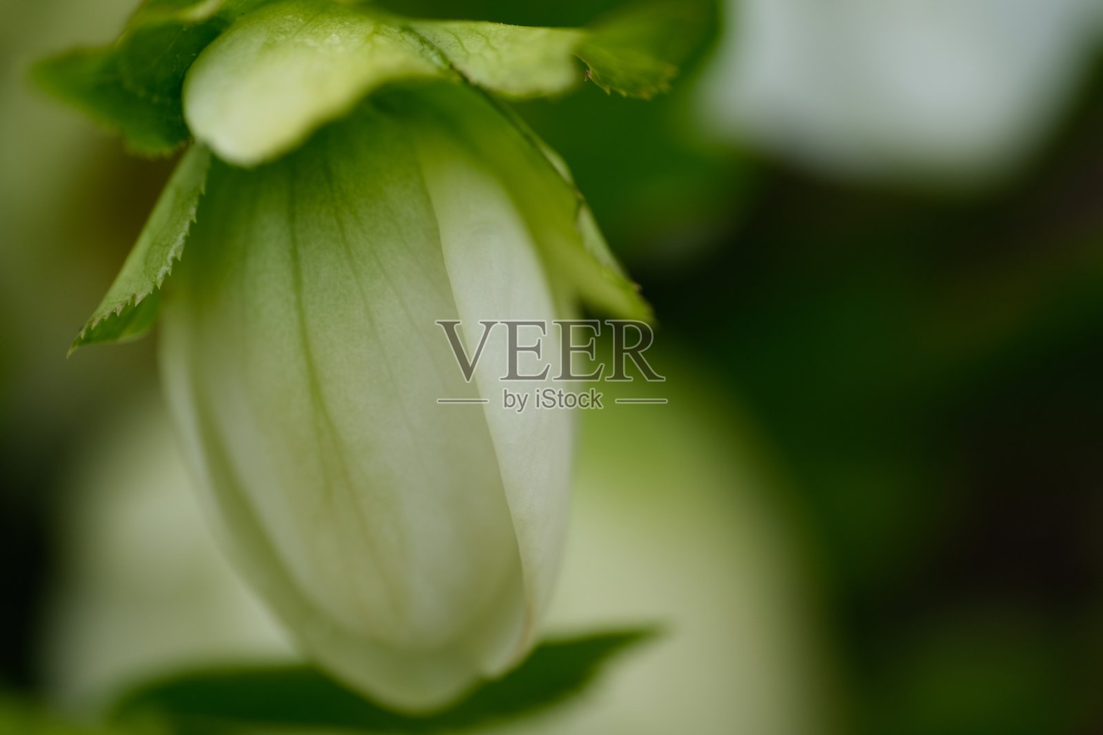 圣诞玫瑰花朵照片摄影图片