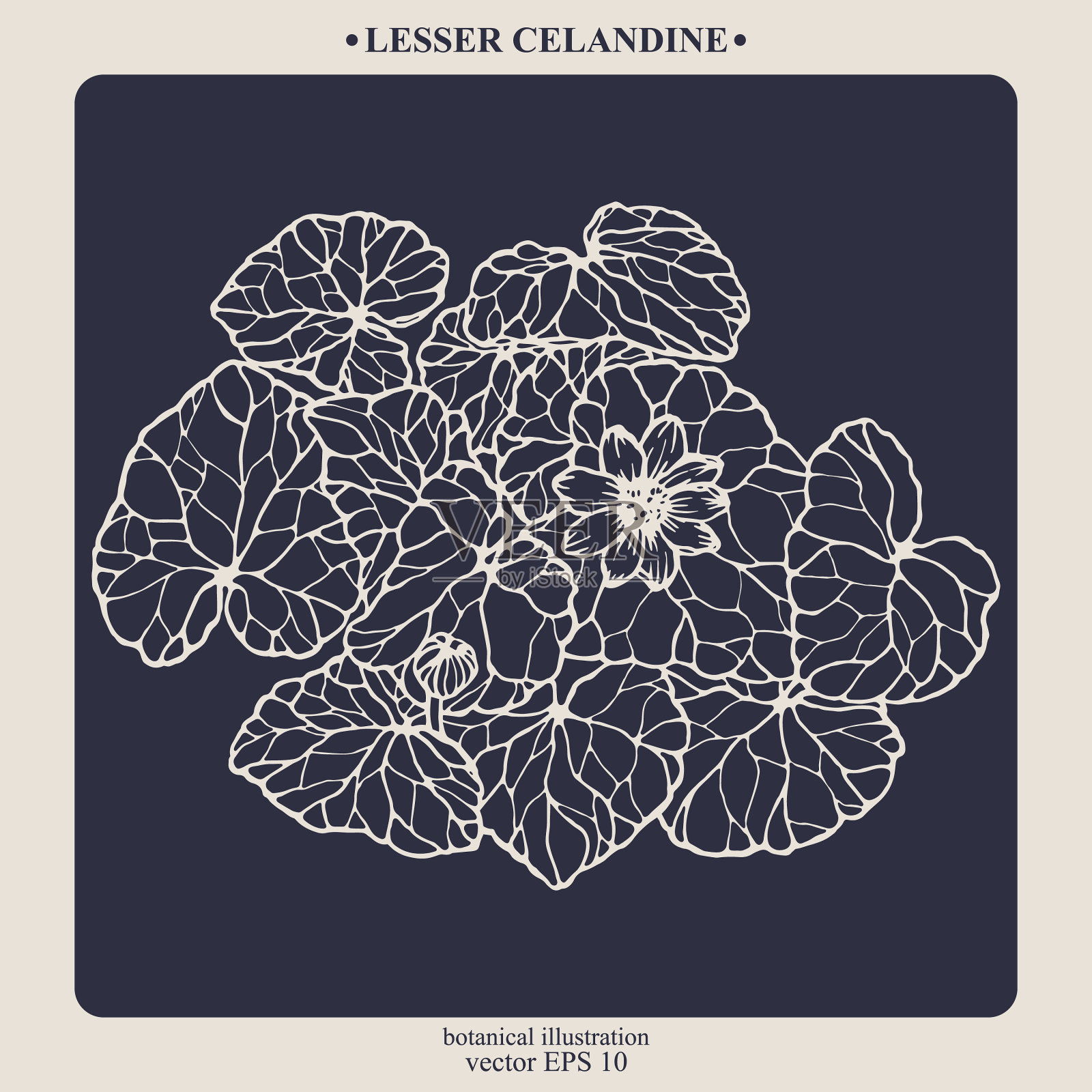 手darwn小白屈菜插画图片素材