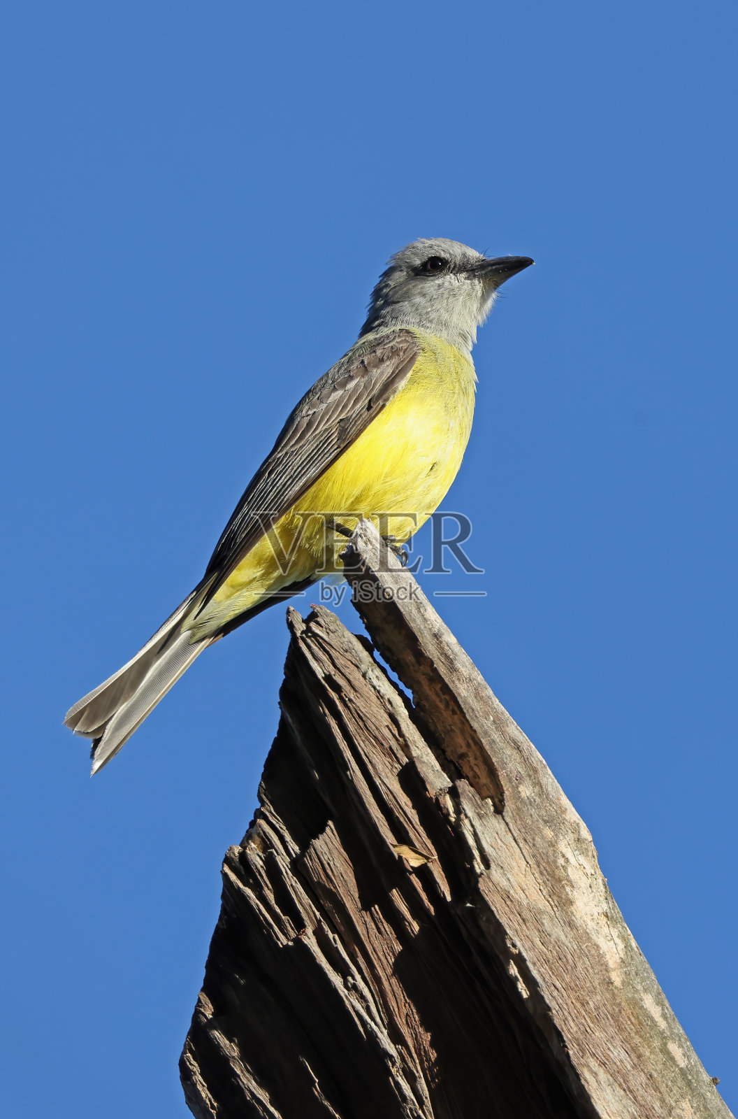 热带美洲食蜂鹟照片摄影图片