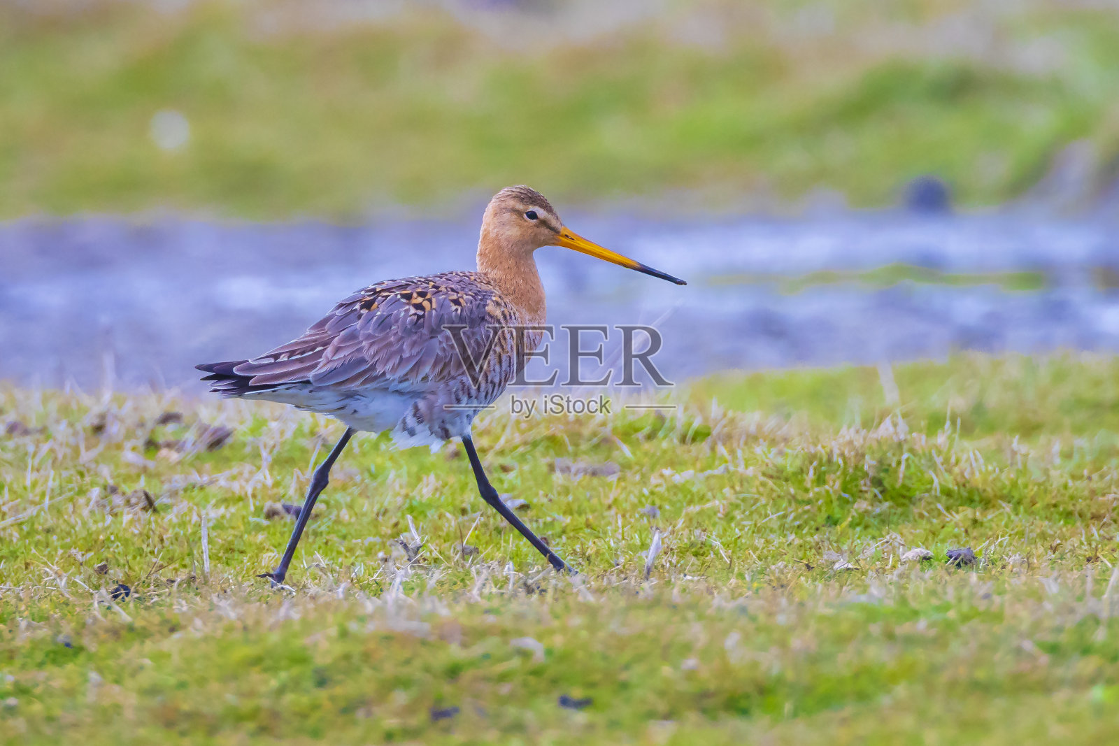 黑尾godwit Limosa在水中觅食照片摄影图片