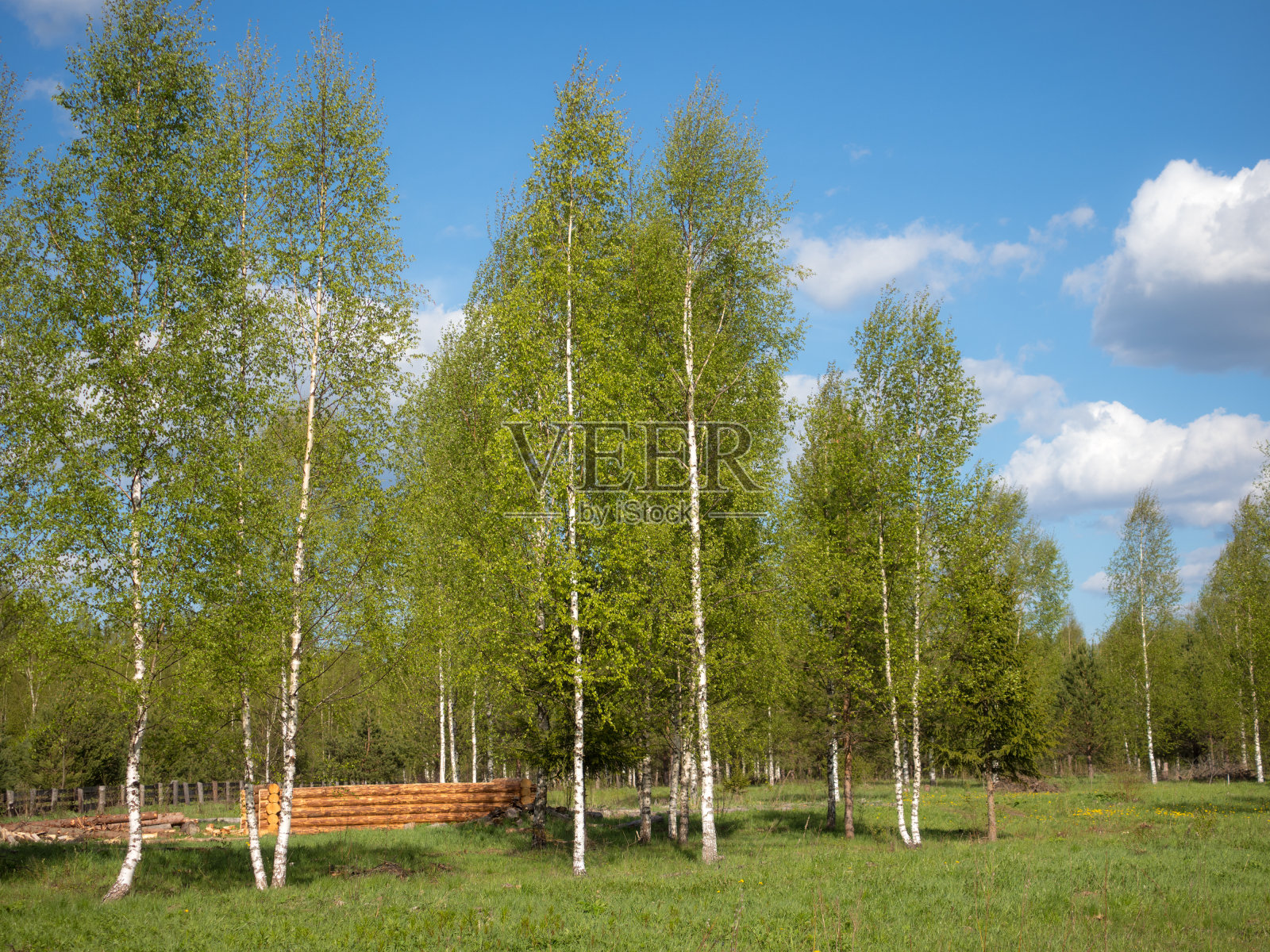 桦树林中的建筑工地照片摄影图片