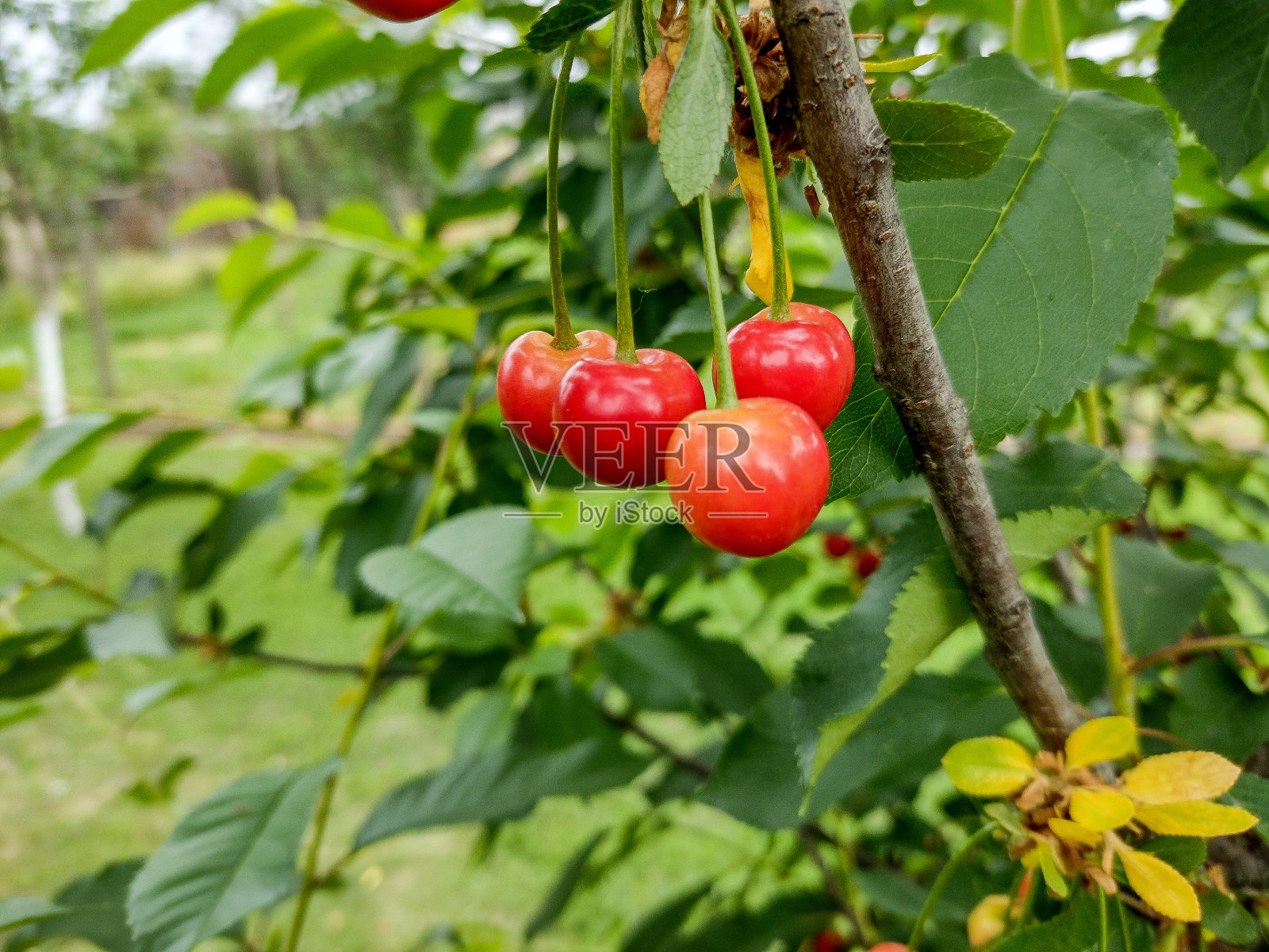 成熟的樱桃在树上-在马拉穆雷斯，罗马尼亚照片摄影图片