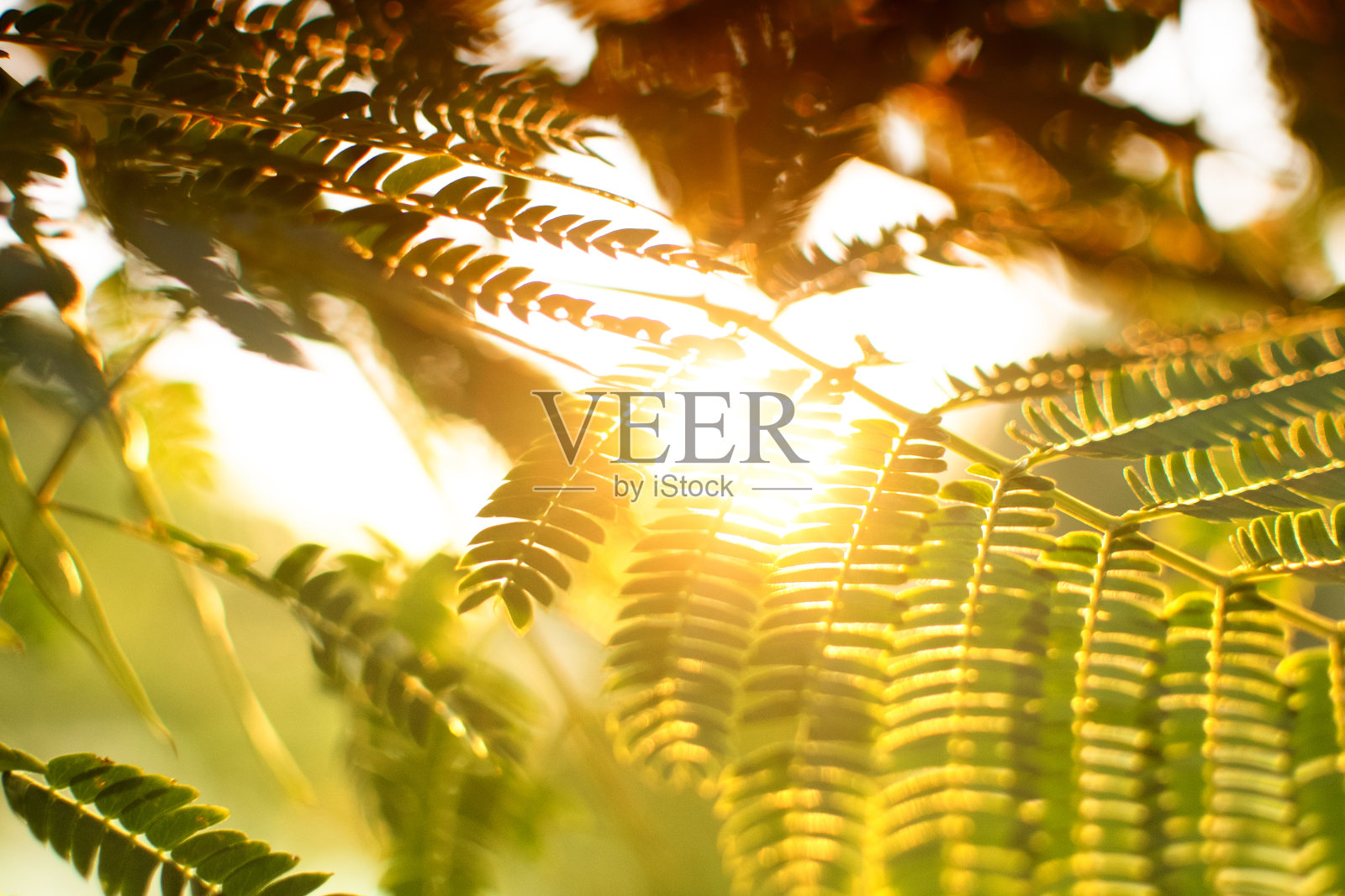 穿过树林的夕阳照片摄影图片