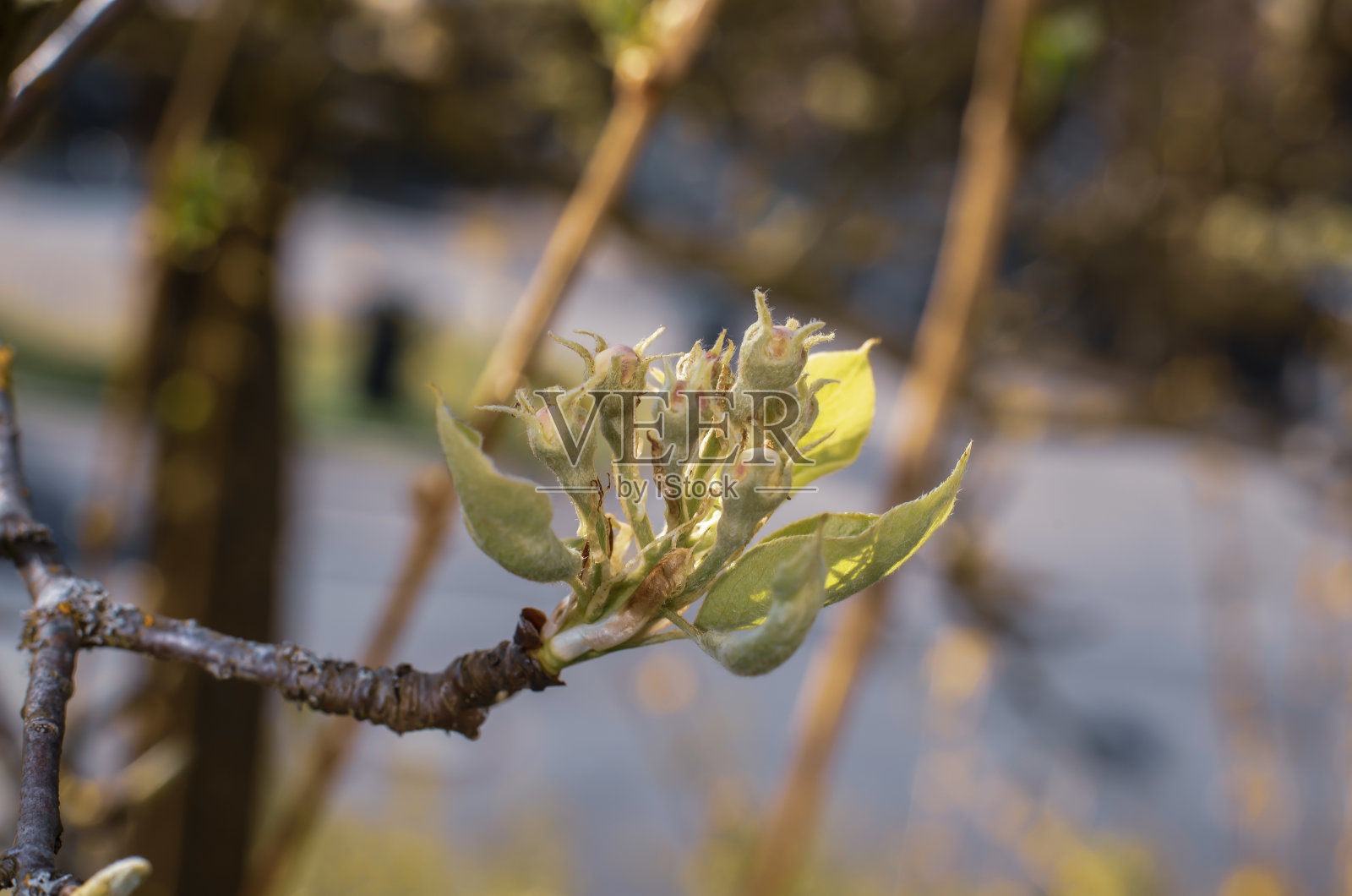 苹果树粉红色的芽照片摄影图片