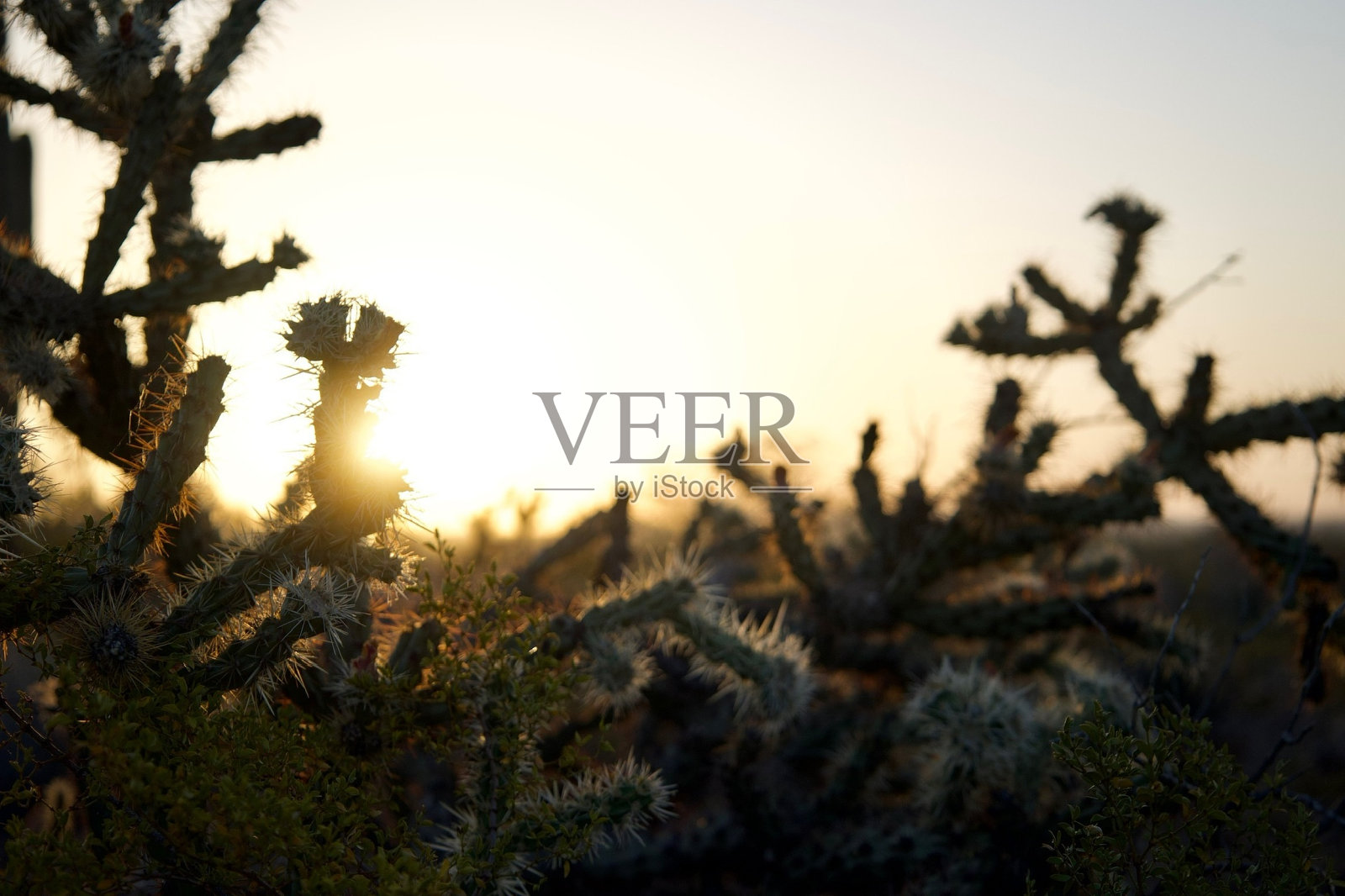 亚利桑那州日落仙人掌在太阳照片摄影图片