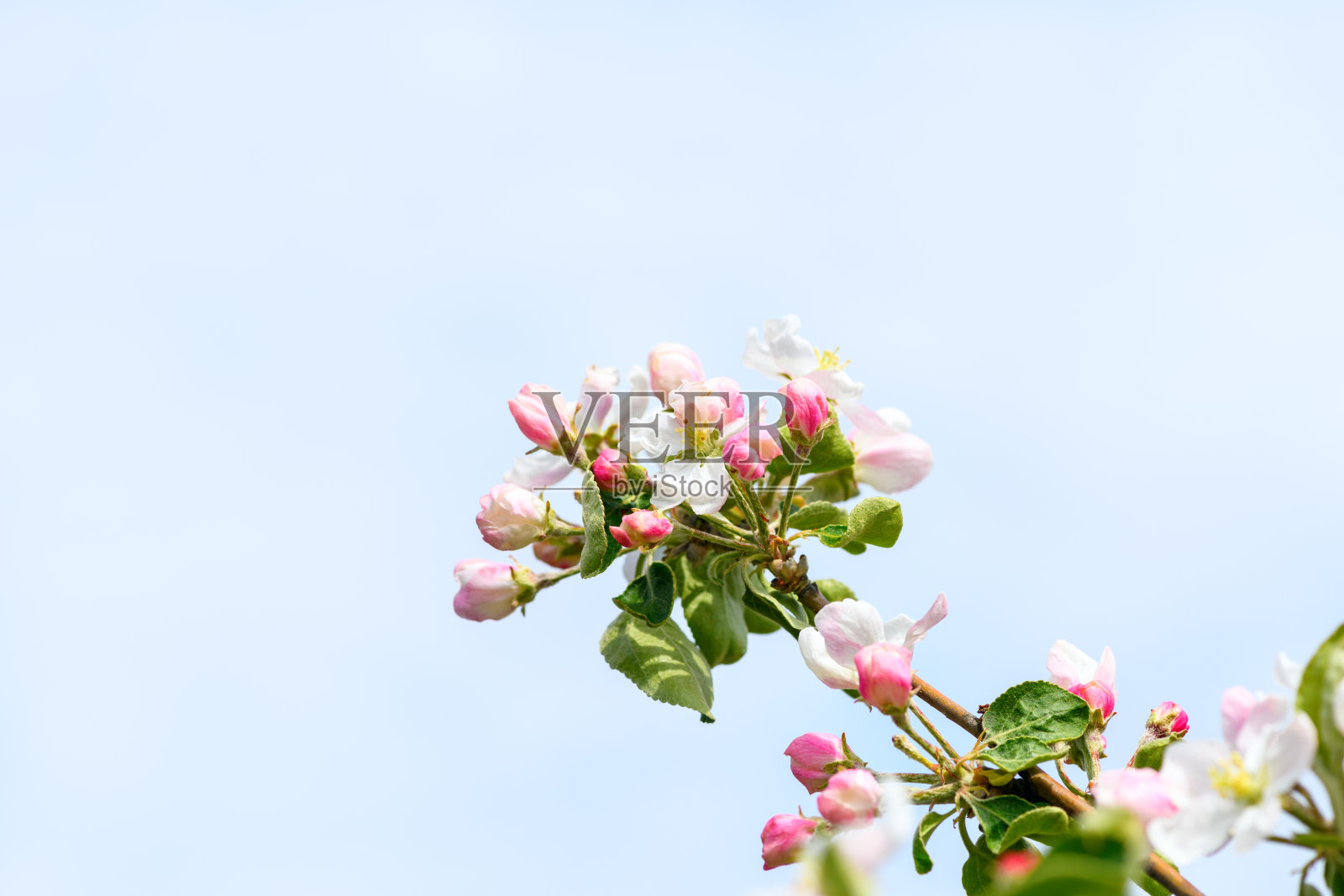 蓝色的天空映衬着一朵朵苹果树。春天花的背景照片摄影图片